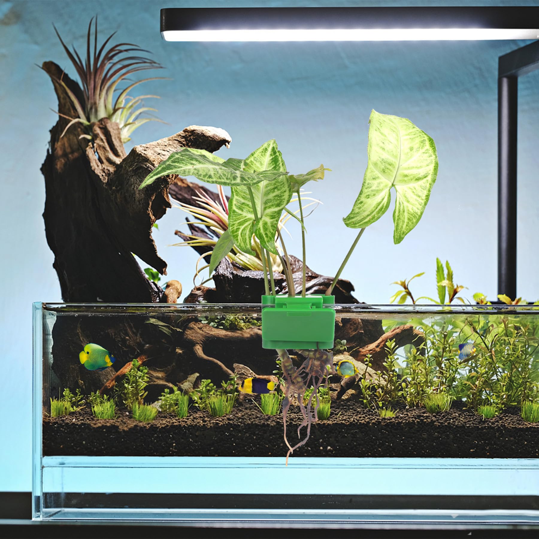 Roetelo 3-hole cup accommodates pothos and daffodils elegantly