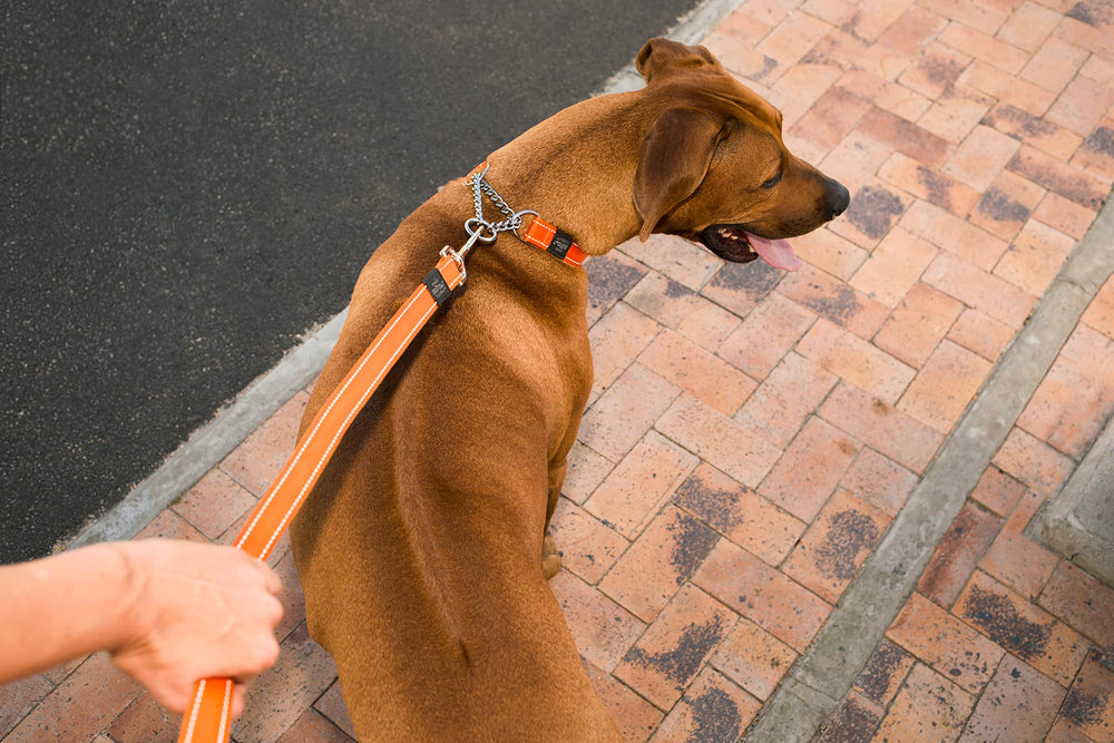 Rogz color-variety options image highlights multiple collar colors