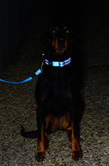 Rogz Lumberjack Lead 6 ft nylon build for daily training and walks.
