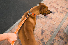 Rogz Lumberjack Lead with nickel clip for rust-free attachment.