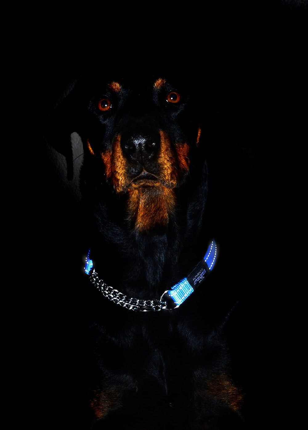 Rogz Reflective Choke Collar pink packaging showcases color options.