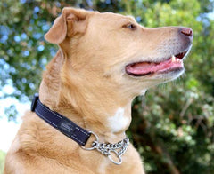 Rogz reflective choke collar red side view shows durable nylon construction.