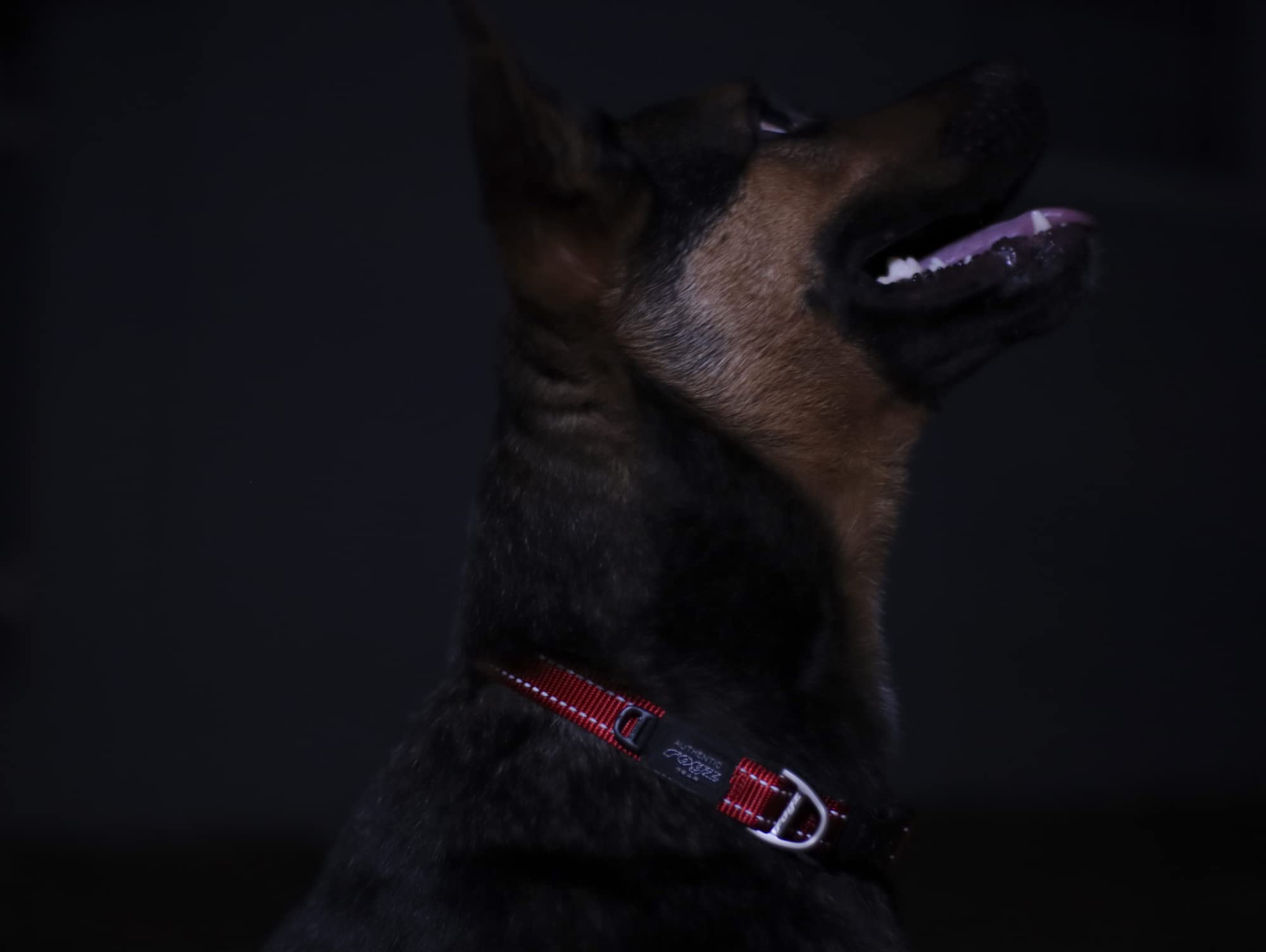 Rogz reflective landing strip collar blue box-stitched joints demonstrate strength