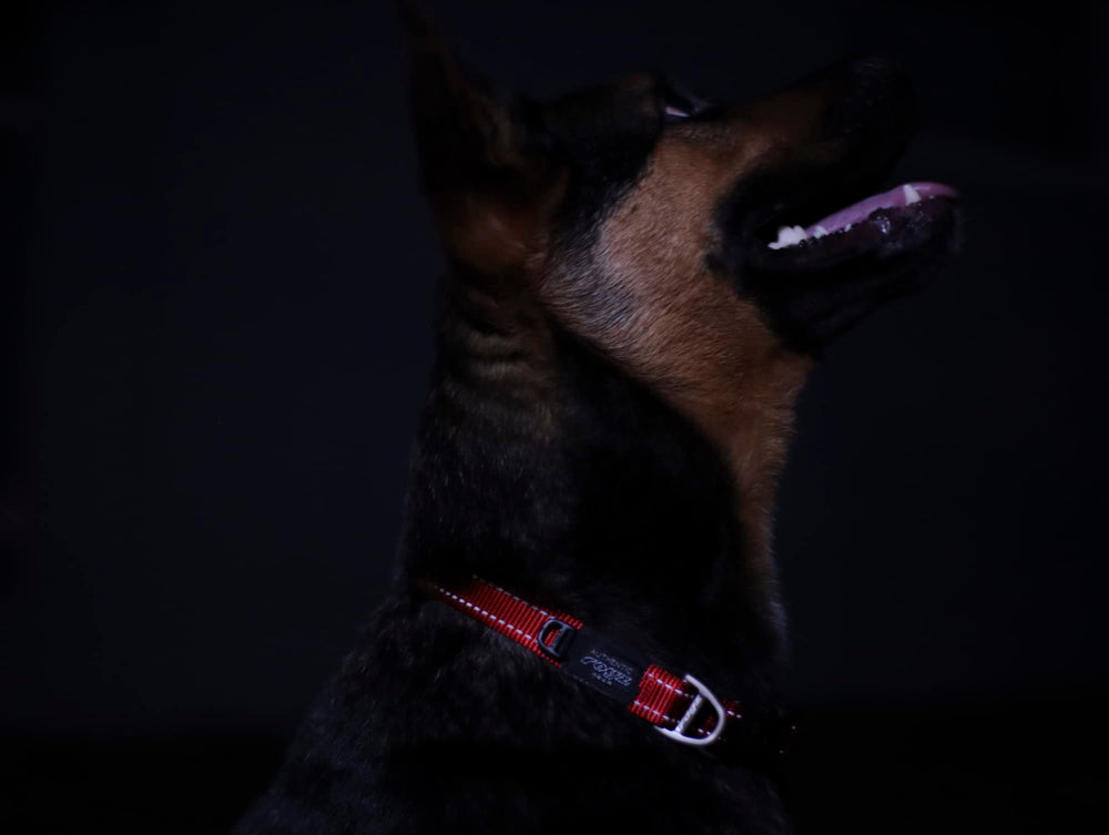 Rogz reflective landing strip collar blue box-stitched joints demonstrate strength