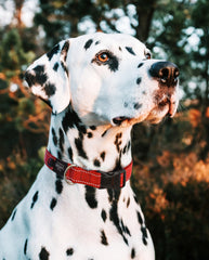 Rogz reflective landing strip collar blue buckle closeup showing secure, low-load design