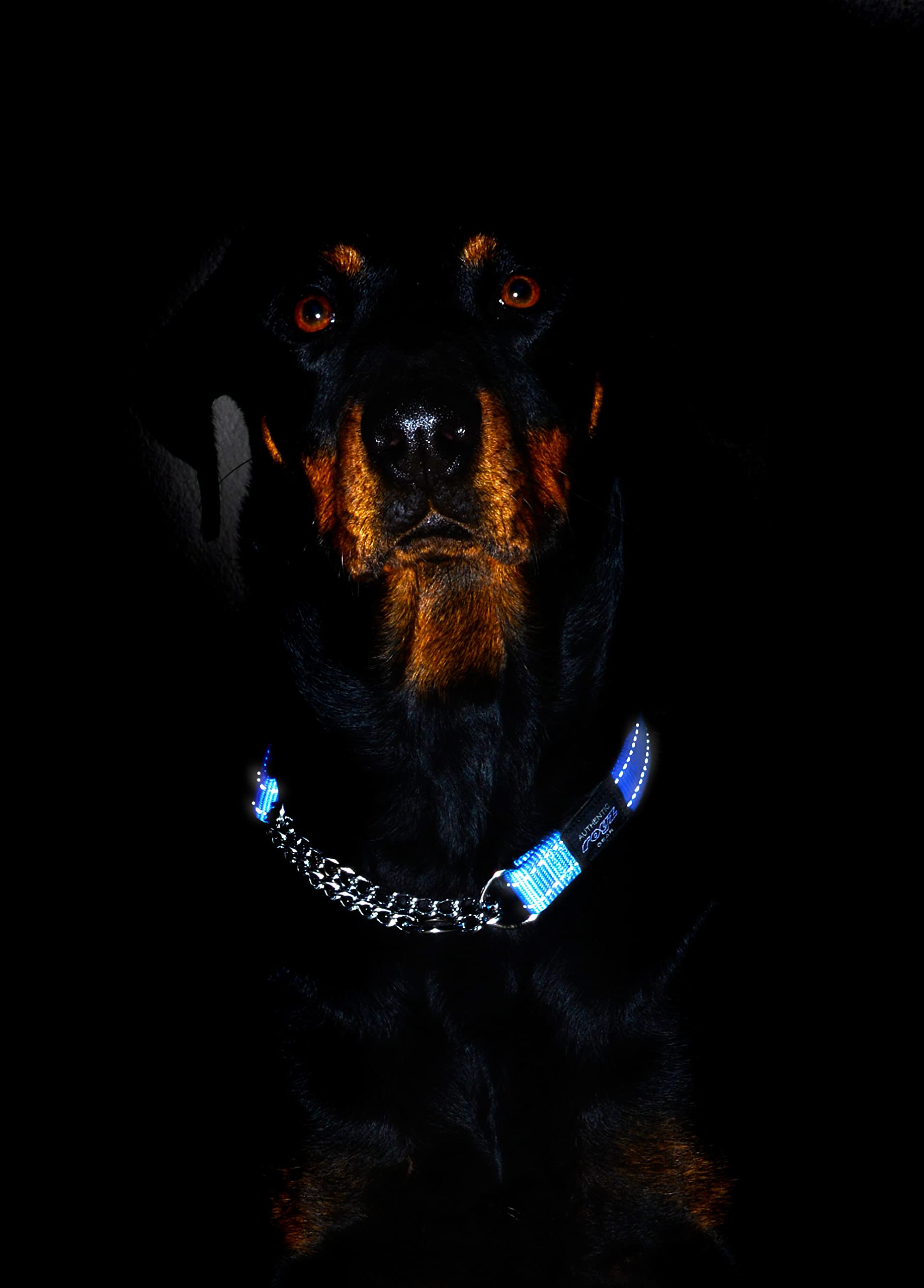 Rogz heavy-duty collar suitable for Rottweiler and similar breeds.