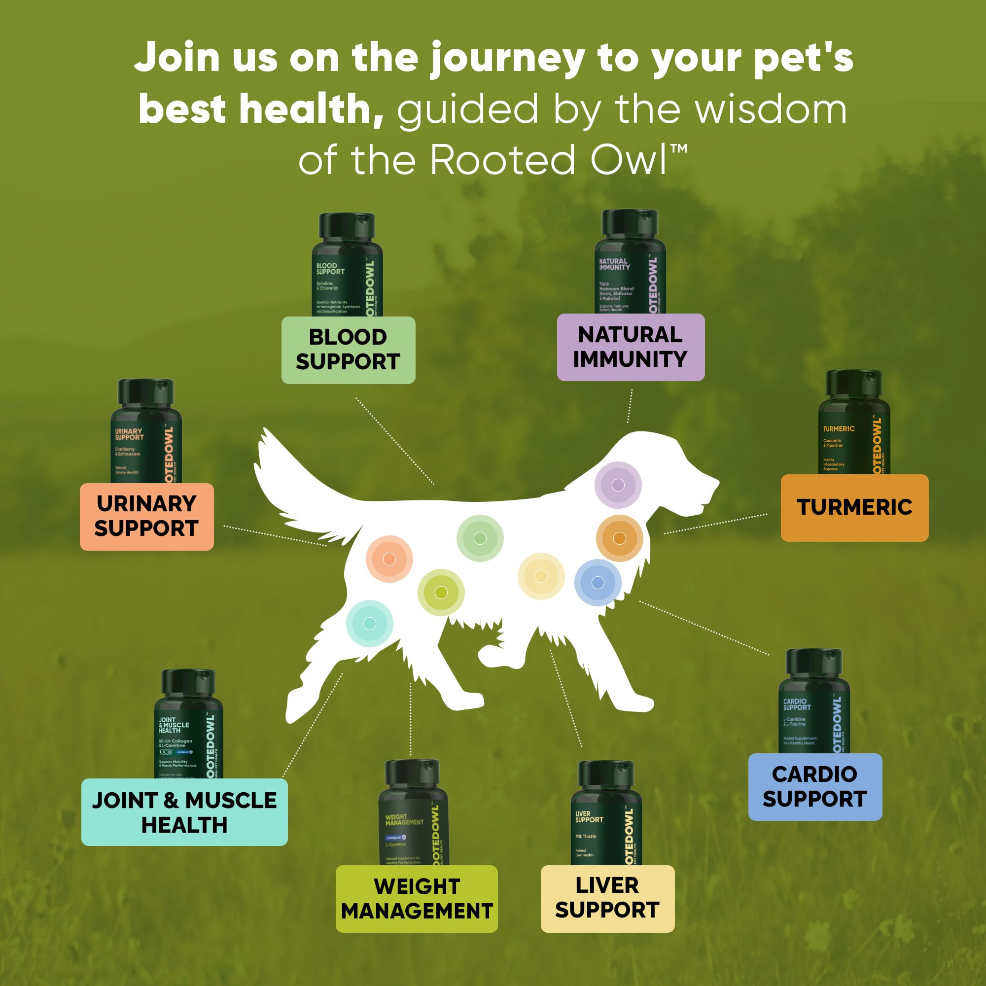 Rooted Owl Blood Support chlorella icon emphasizes detox and recovery support.