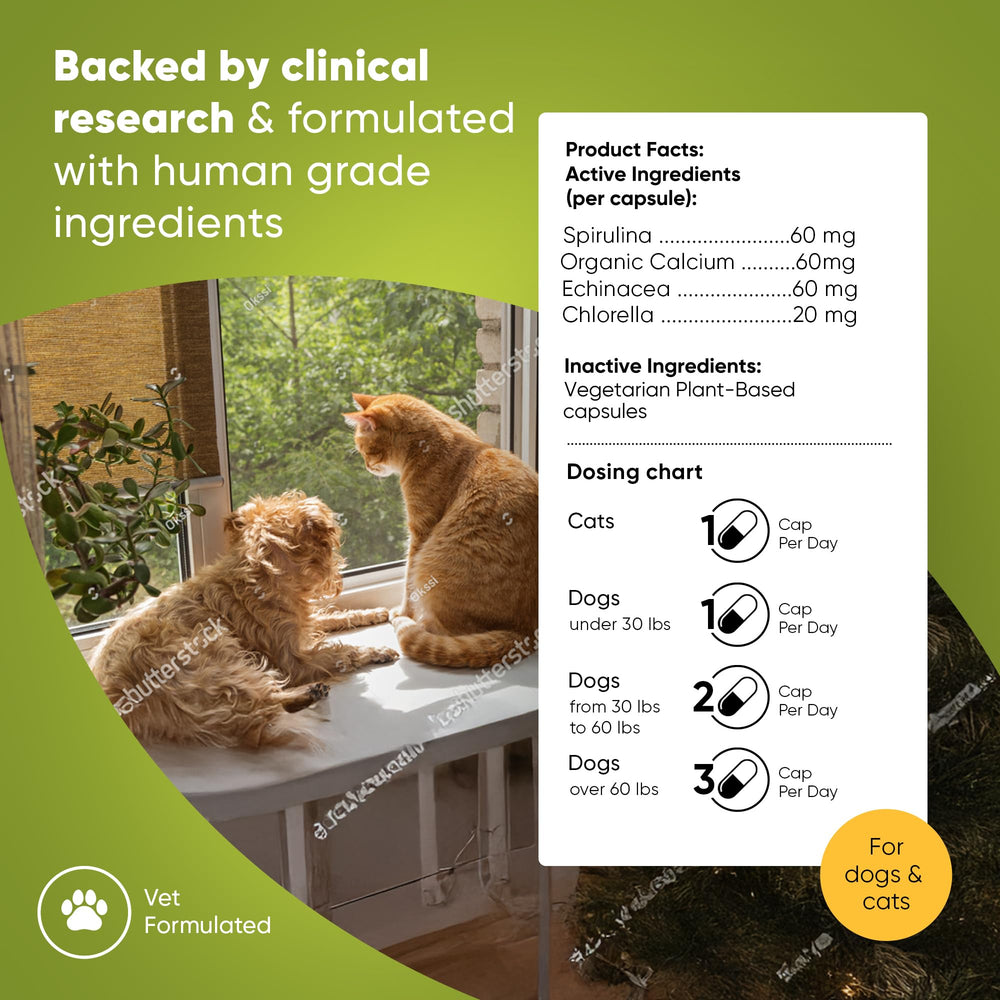 Rooted Owl Blood Support being used by a pet owner showing easy dosing.
