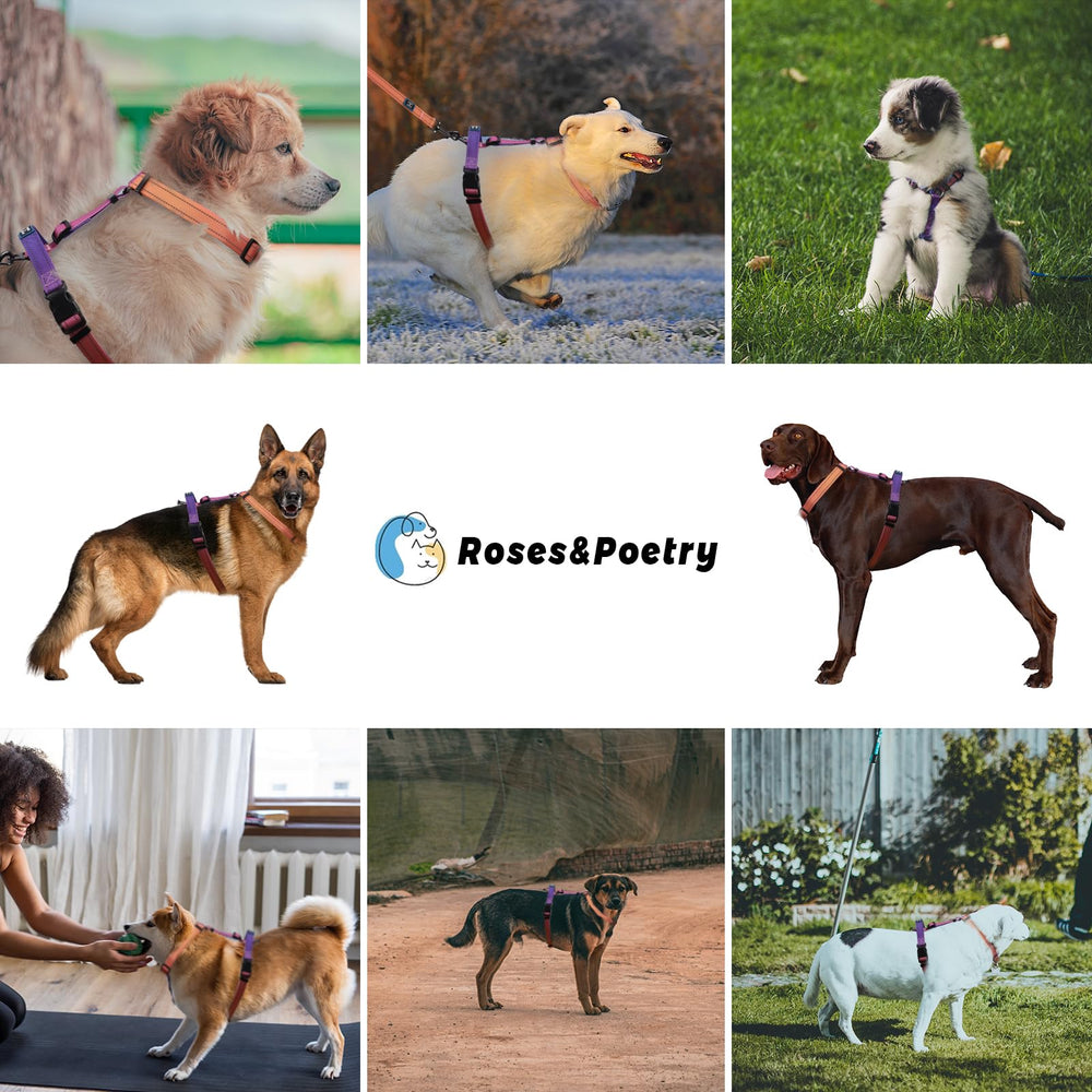 Roses&Poetry Mistyrose XS leash set suits training and outdoor walking.
