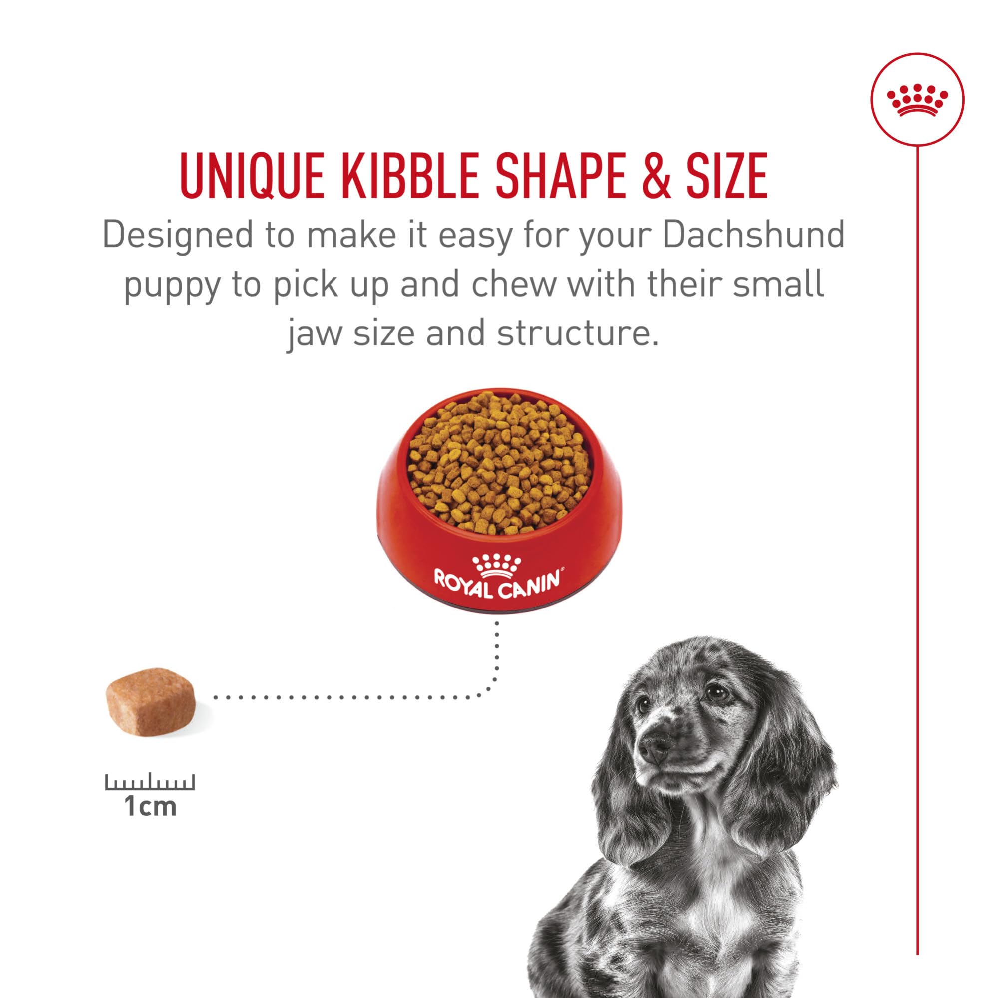 Royal Canin Dachshund Puppy graphic showing antioxidants and vitamin E for immune support