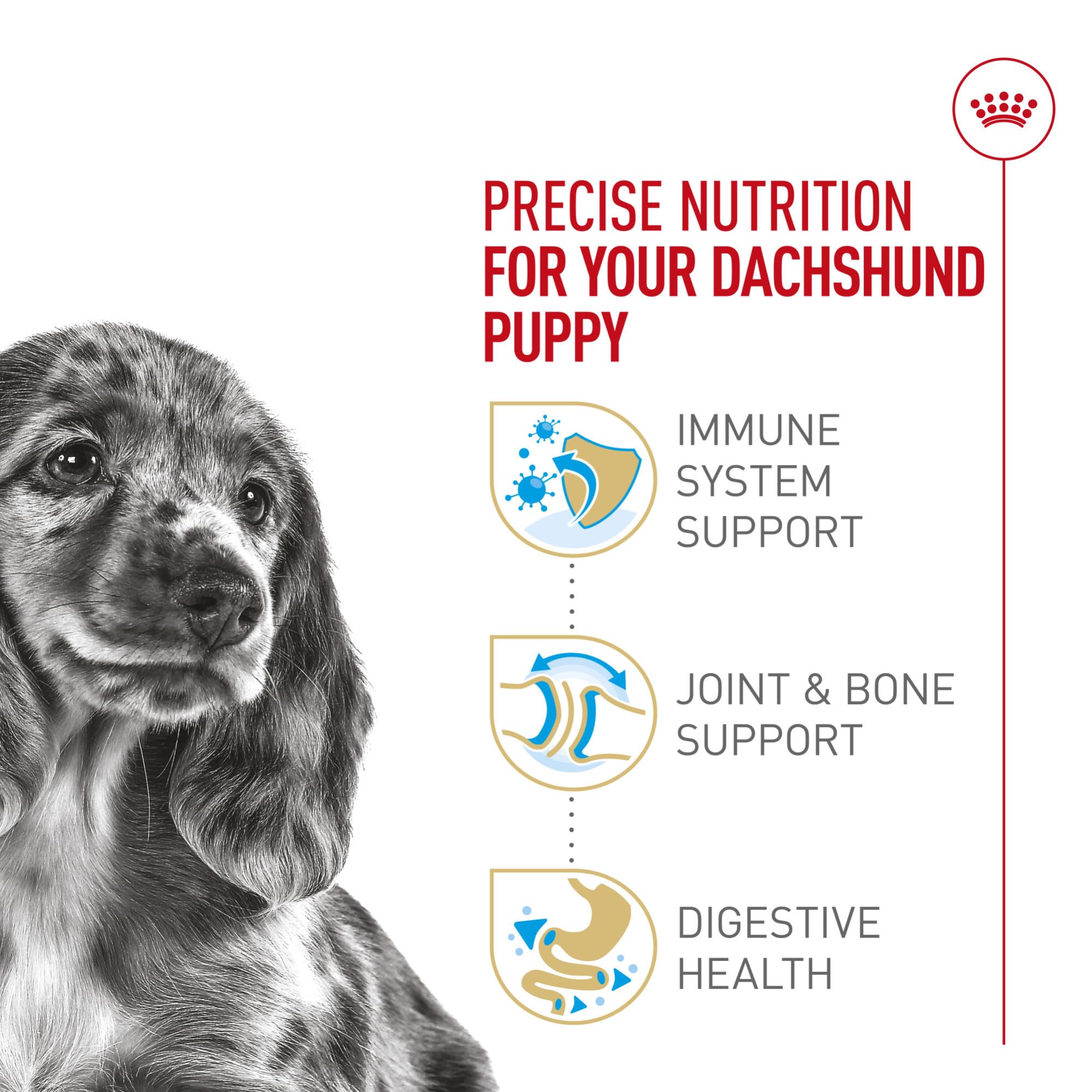 Royal Canin Dachshund Puppy immune support icons emphasizing antioxidants for developing defenses