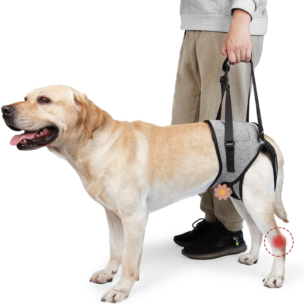 ROZKITCH dog lift harness front view provides rear-leg support for aging dogs