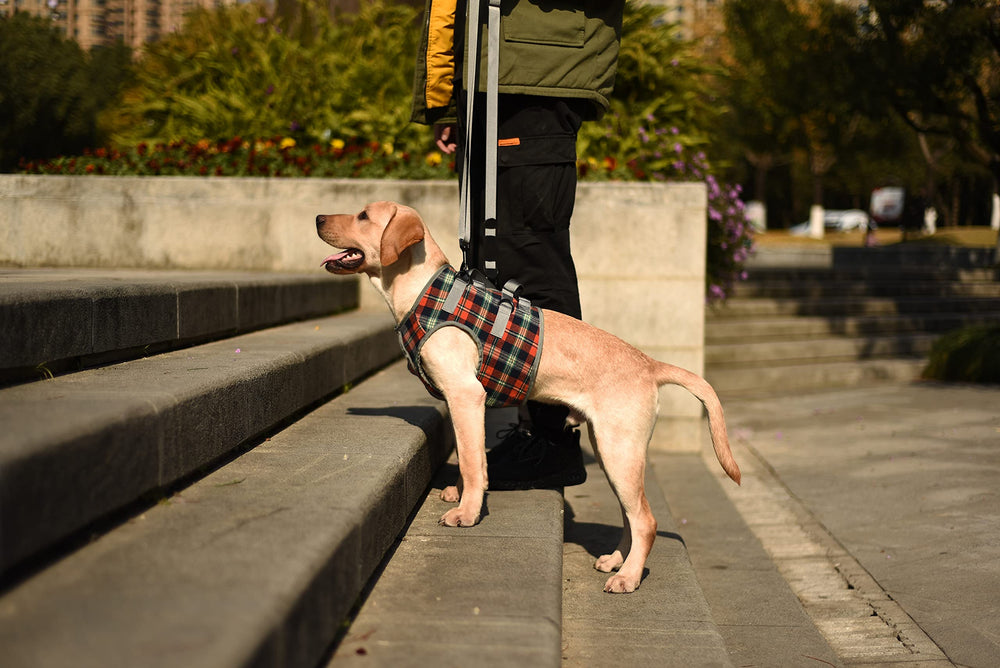 ROZKITCH dog lift harness adjustable straps for a tailored fit