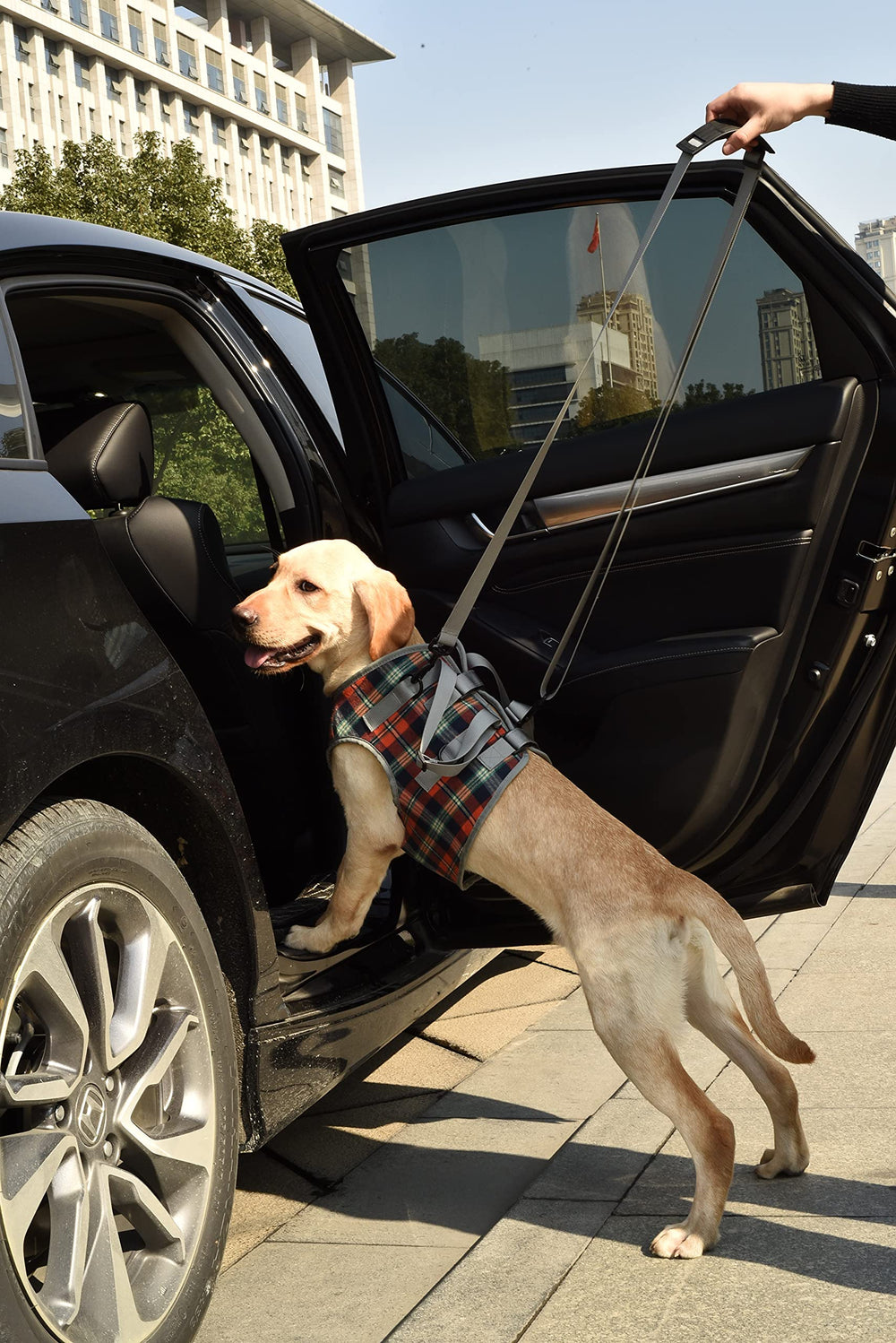ROZKITCH dog lift harness in use supporting an elderly dog