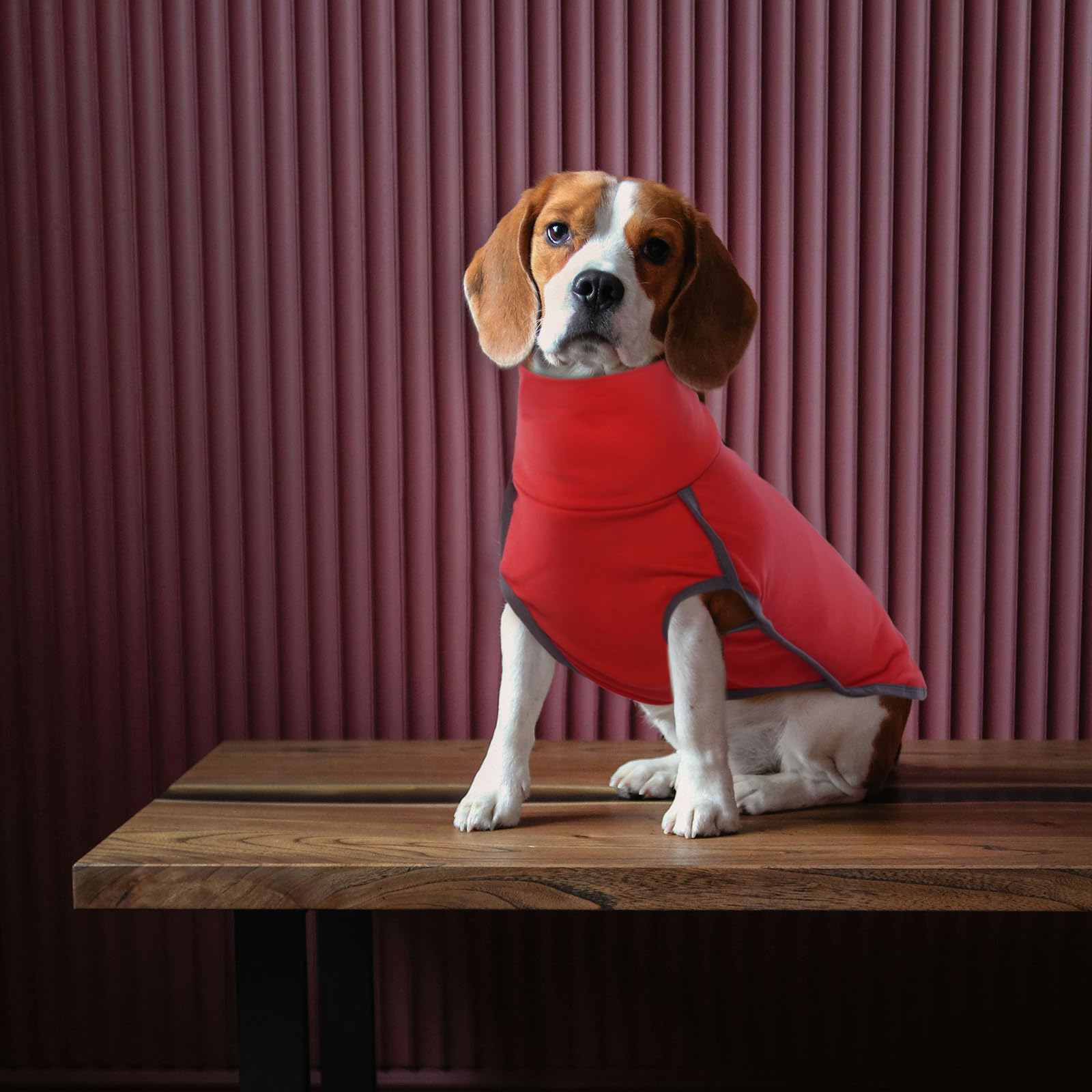 ROZKITCH dog walking outdoors in chilly weather with reliable warmth