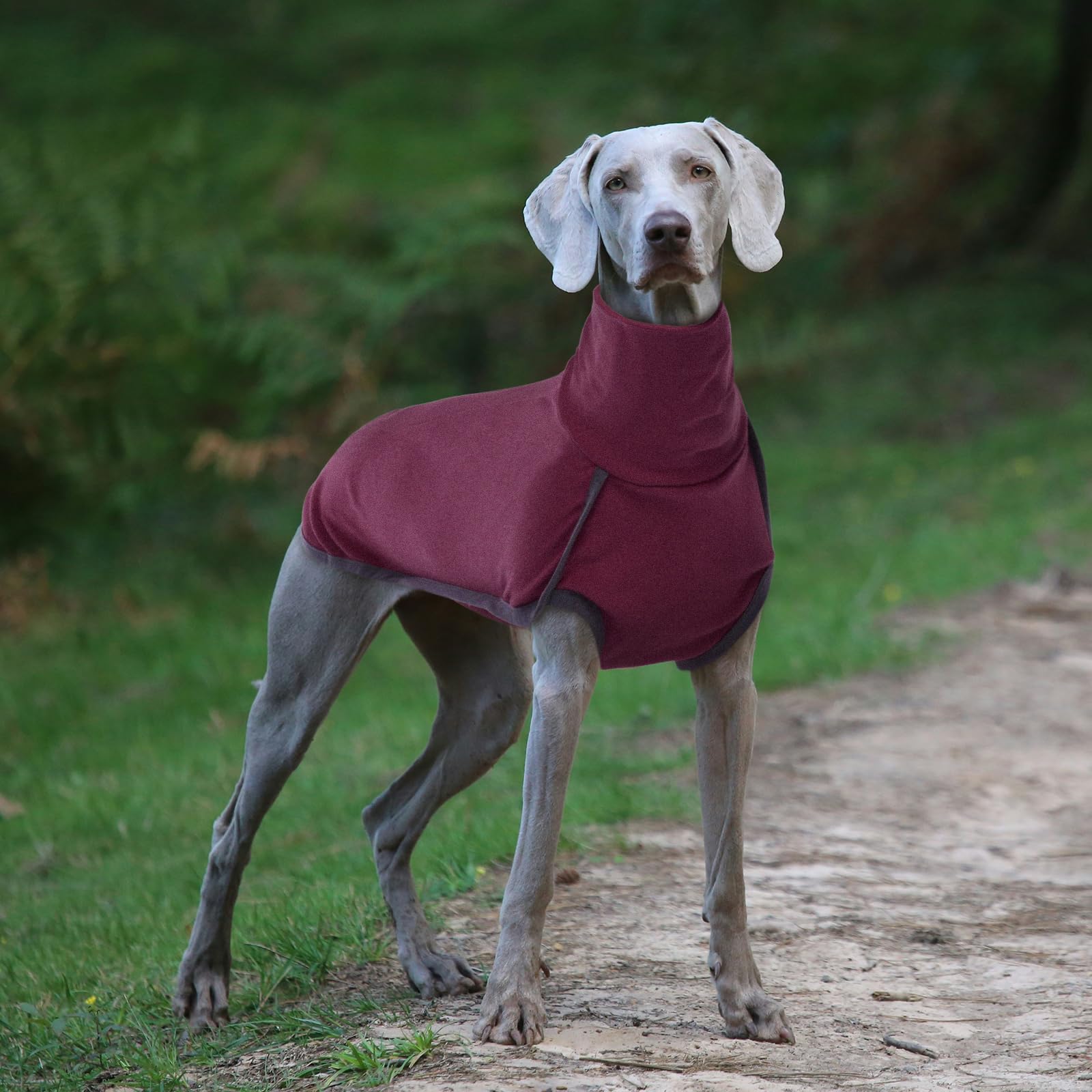 ROZKITCH dog wearing adjustable hind leg straps for snug fit