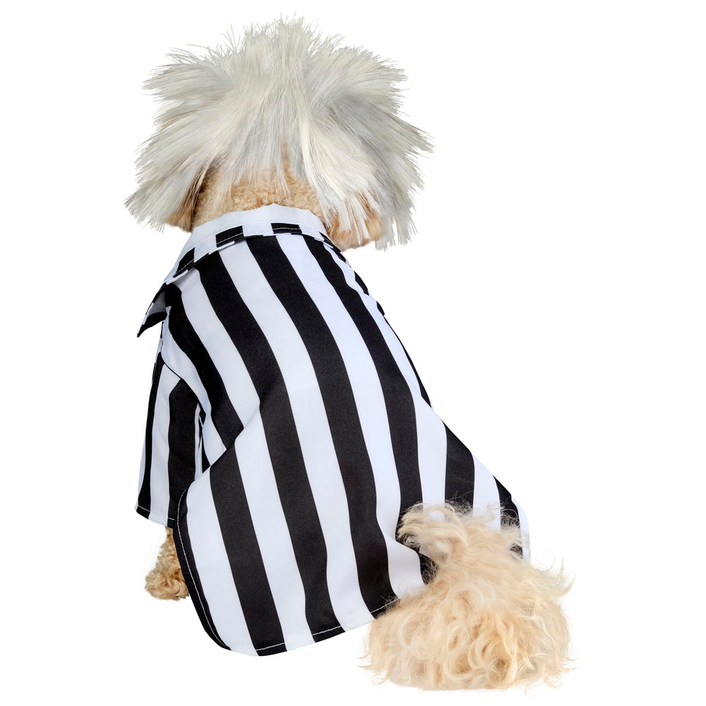 Rubies Beetlejuice costume on cat captures mischievous charm during festive events.