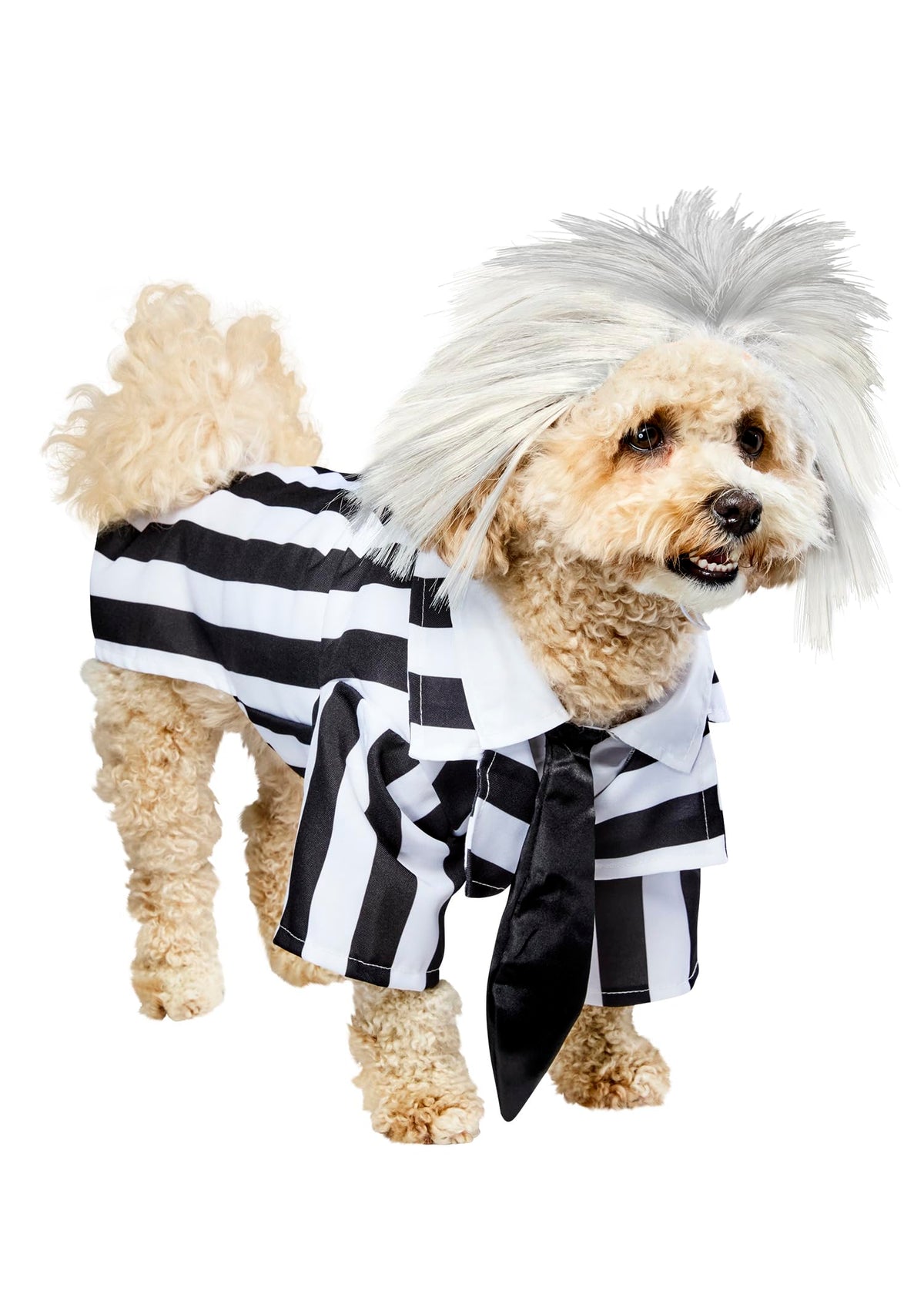 Rubies Beetlejuice pet costume small fits tiny pets for playful Halloween entrances.