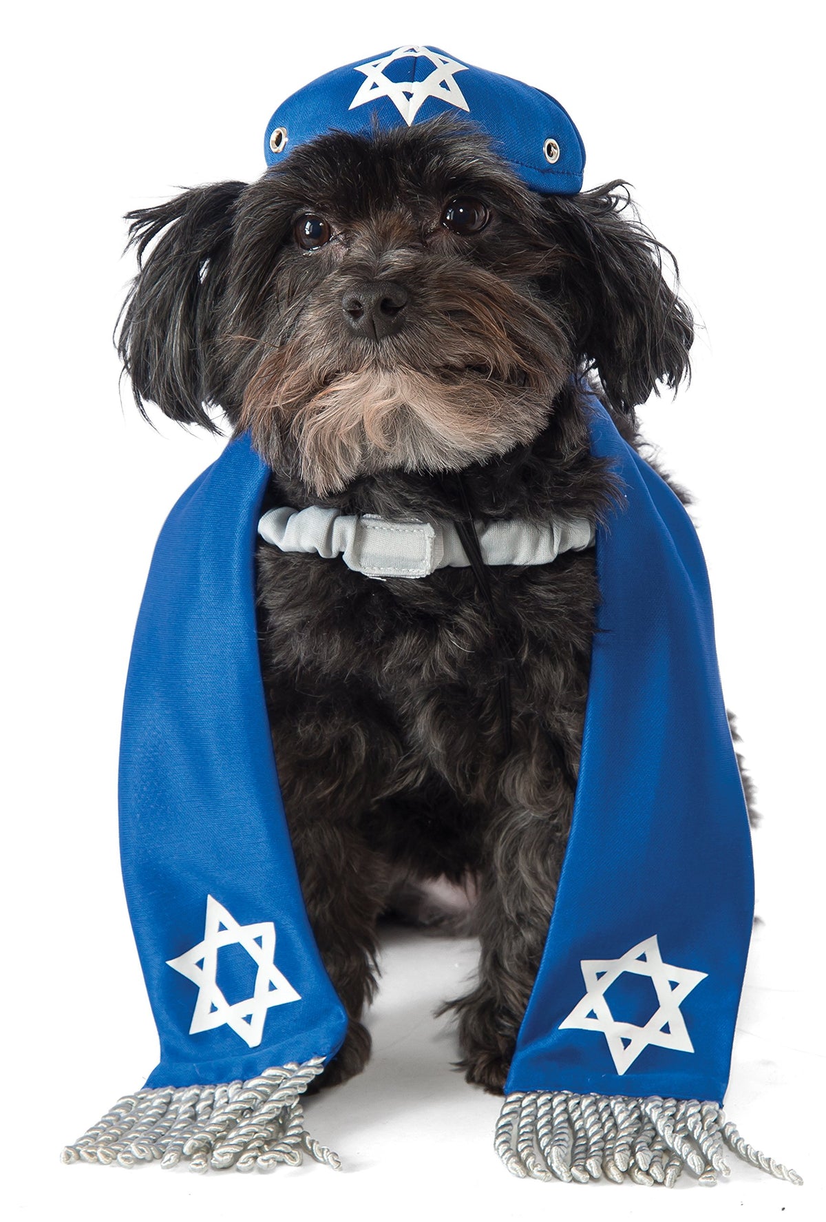 Rubies Yarmulke-Tallis Pet Set blue yarmulke on a small dog for festive photos