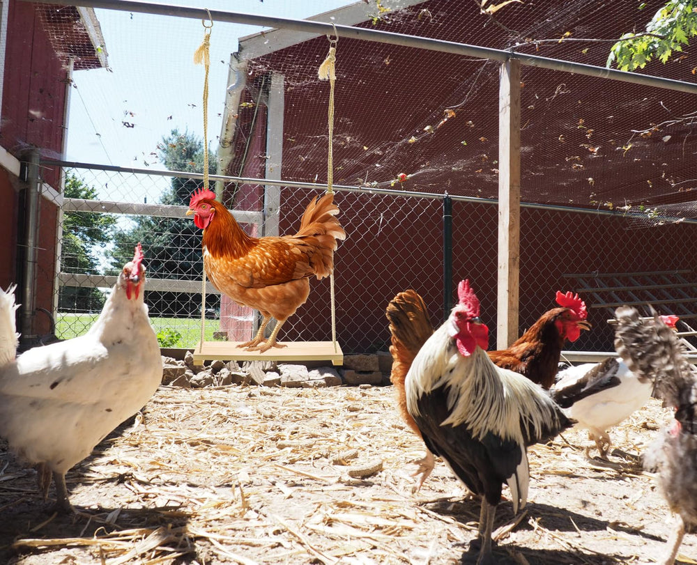 RubyQ chicken swing toy chickens resting and exercising in coop.