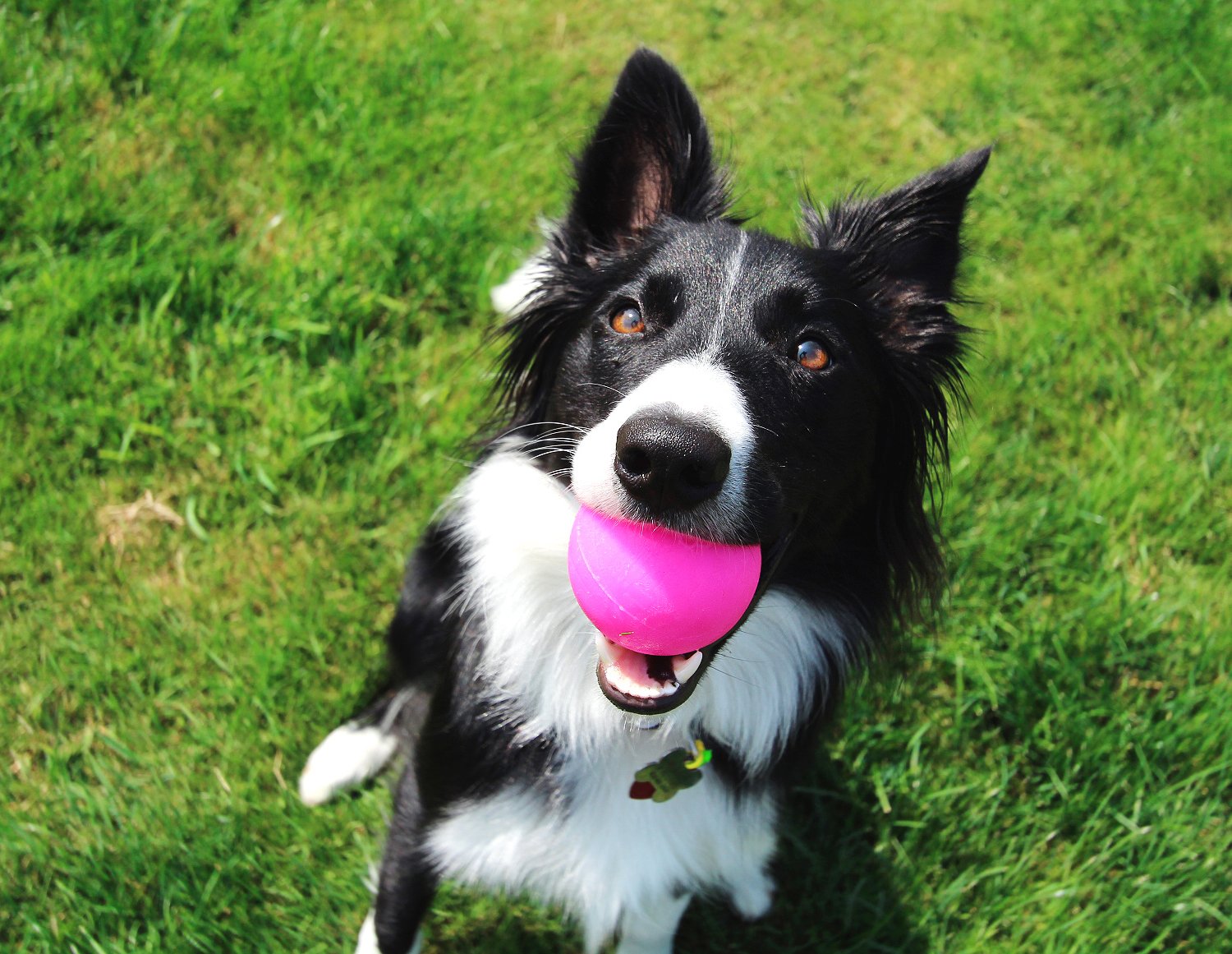 Ruff Dawg Ball XL neon green in action for durable play with aggressive chewers