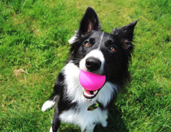 Ruff Dawg Ball XL neon green in action for durable play with aggressive chewers