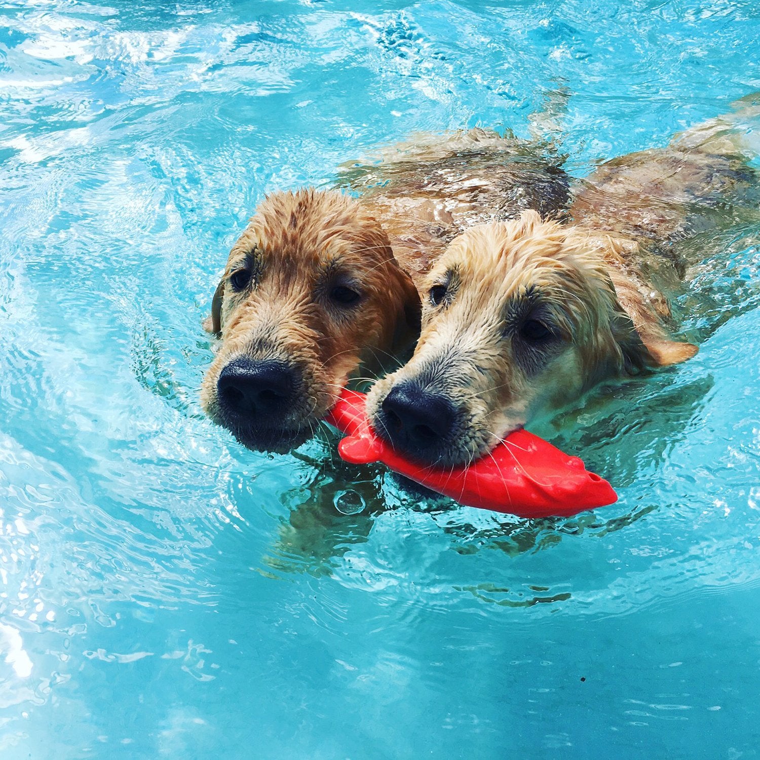 Ruff Dawg Flying Fish en uso exterior para juegos de agua divertidos y activos.