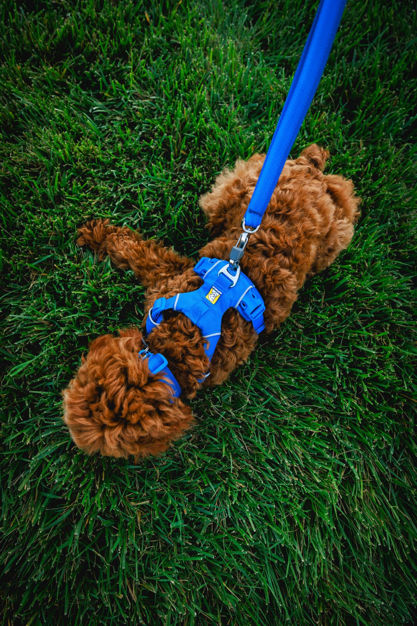 Ruffwear Front Range collar adjustable-fit in-use image highlights secure everyday wear.