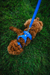 Ruffwear Front Range collar adjustable-fit in-use image highlights secure everyday wear.