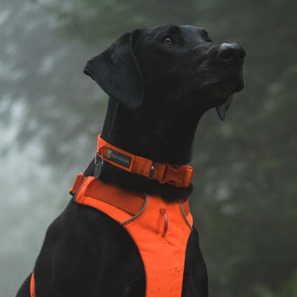 Ruffwear Front Range Collar built-in silicone tag silencer reduces jingling.