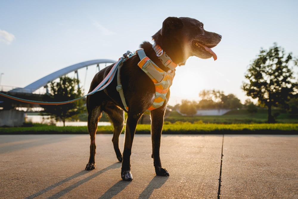Ruffwear Front Range collar silicone tag silencer detail reducing jingling during walks.