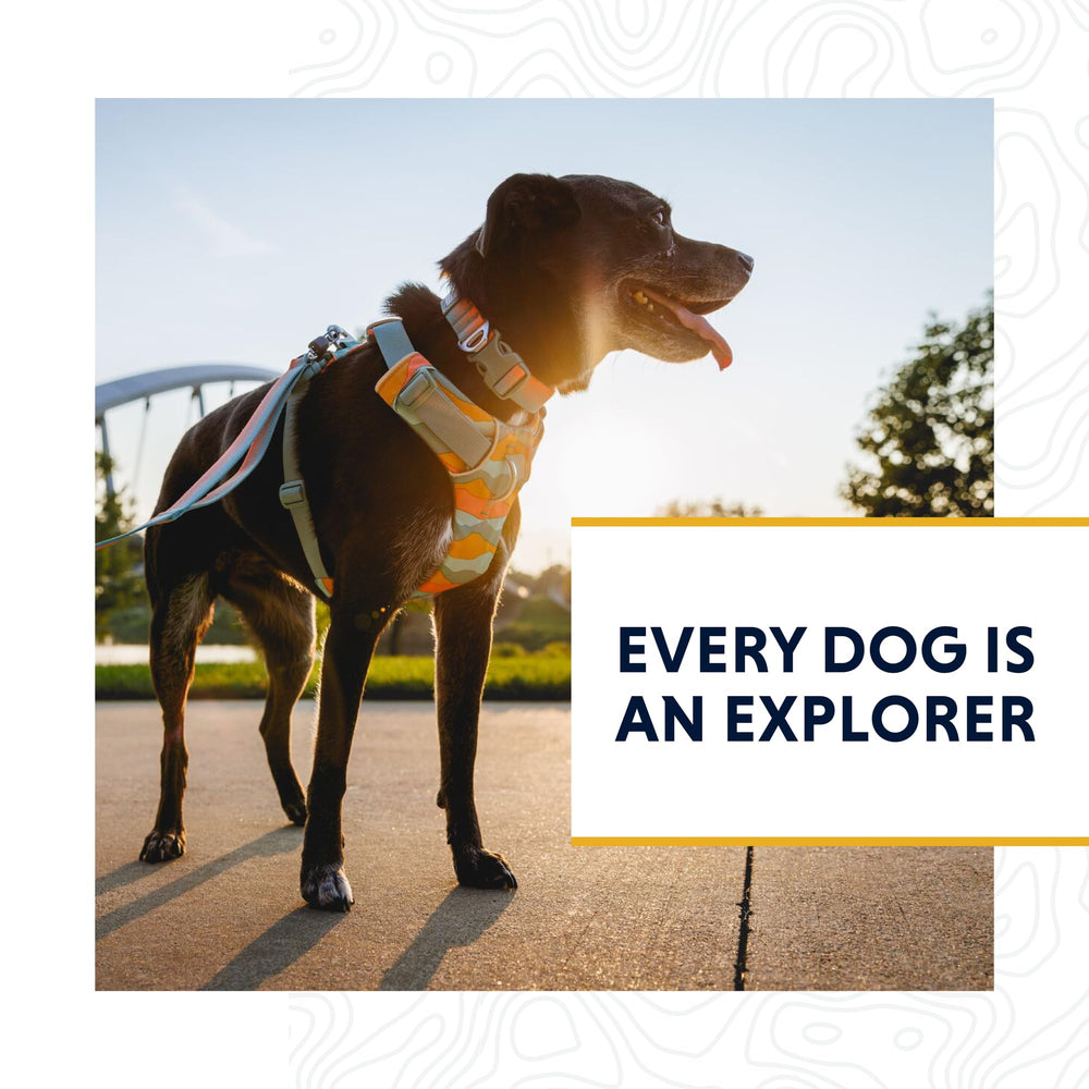 Ruffwear Front Range leash-daily-wear captures versatile, dependable behavior for everyday dogs.