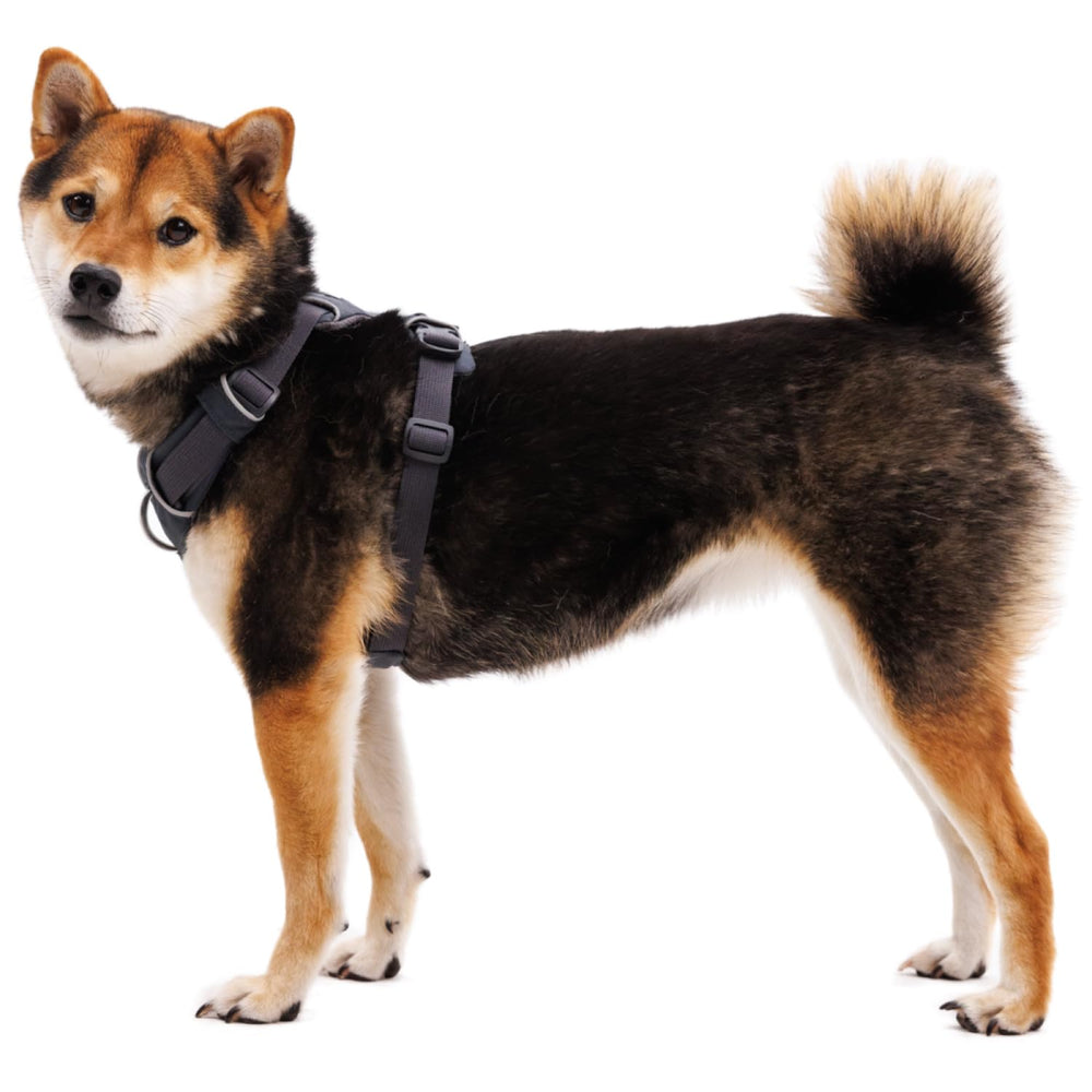 Ruffwear Front Range Beacon Light loop adds safety for dawn walks.