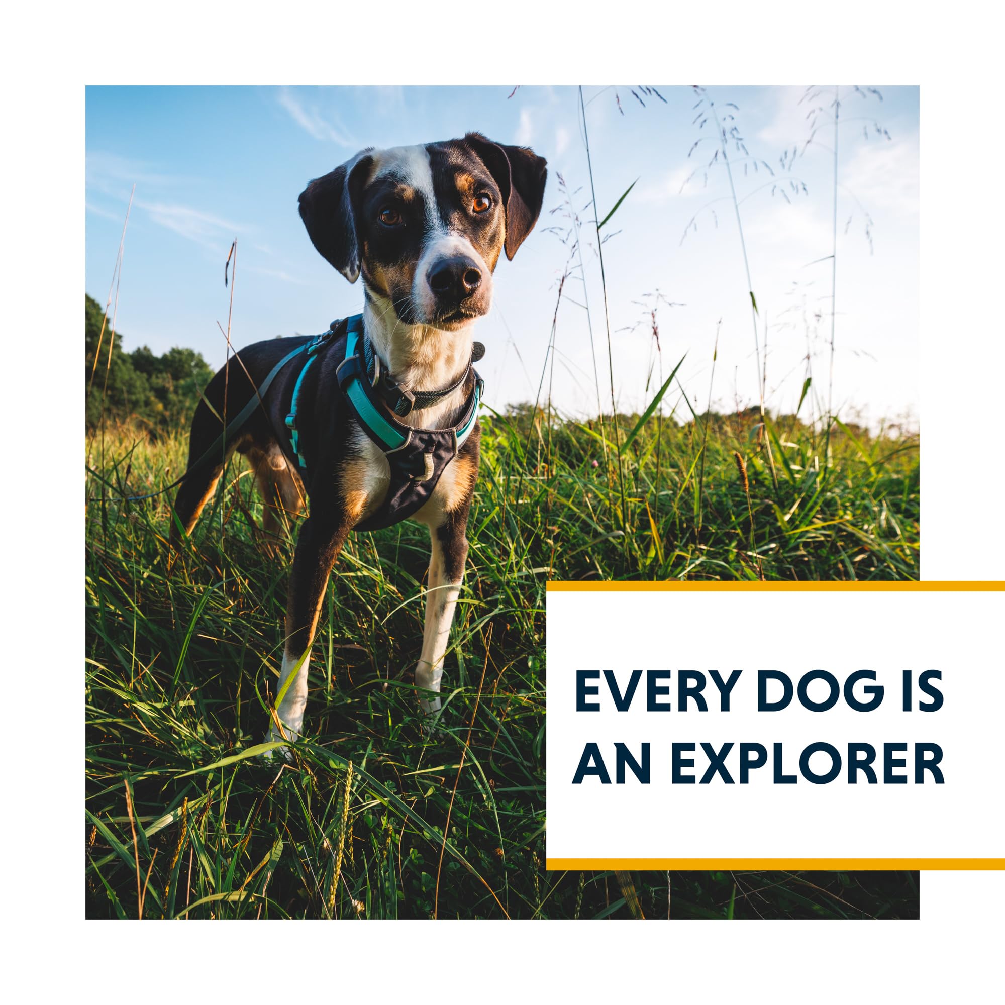 Ruffwear Hi & Light harness worn on a dog during a scenic walk