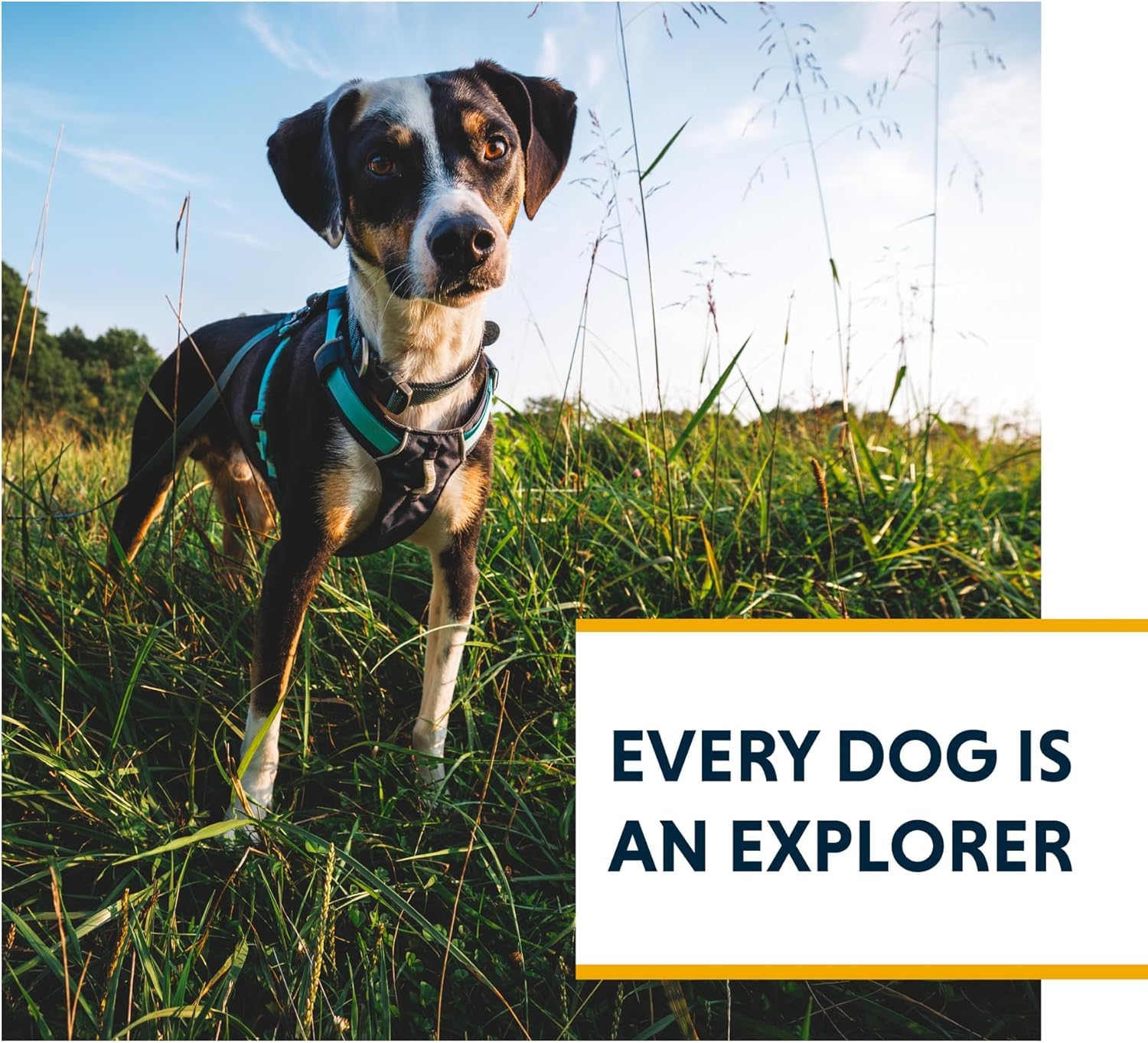 Ruffwear Hi & Light escape-proof fit with four-point adjustment for active dogs