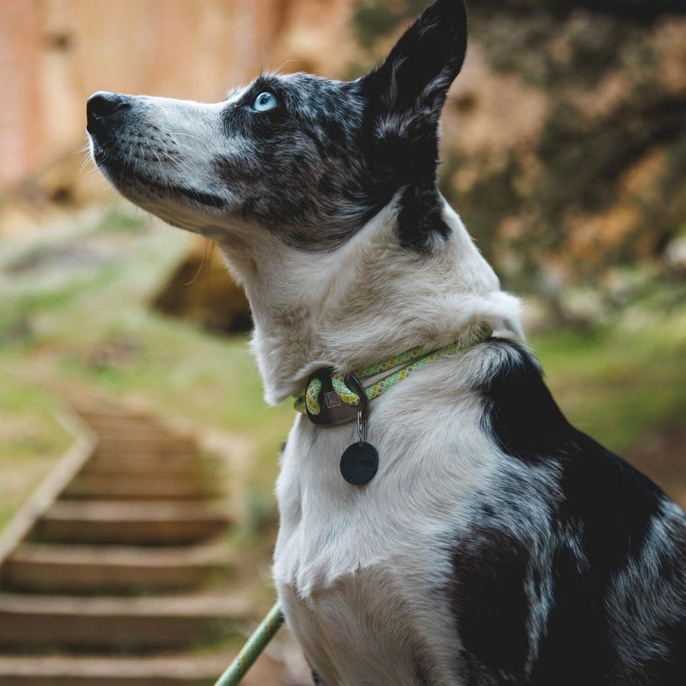 Ruffwear Knot-a-Collar reflective threads boost visibility during dawn or dusk explorations