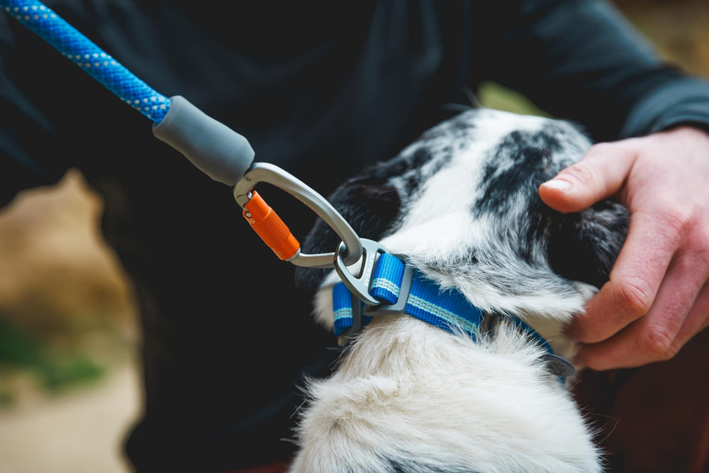 Ruffwear Knot-a-Leash pick up bags loop highlights practical trail cleanup option.