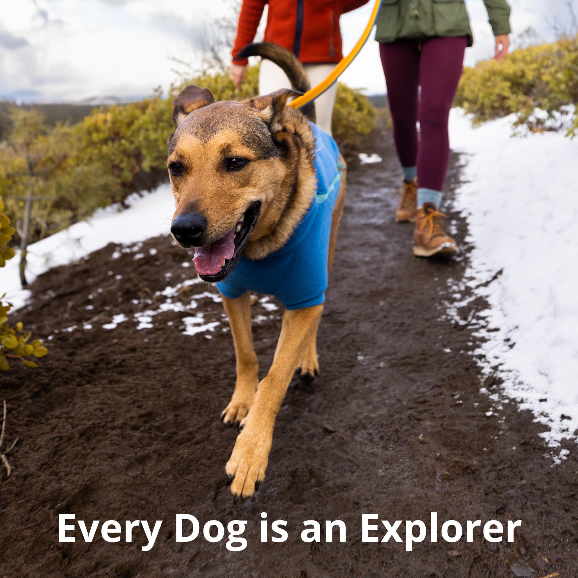 Ruffwear Roamer Bungee Leash secured around a tree or post for flexible anchoring