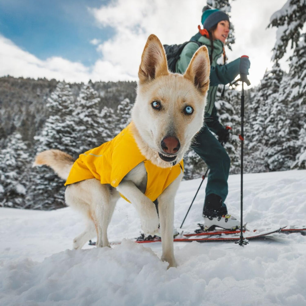 Ruffwear Vert Dog Winter Jacket dog walking in snow demonstrates all-season usability.