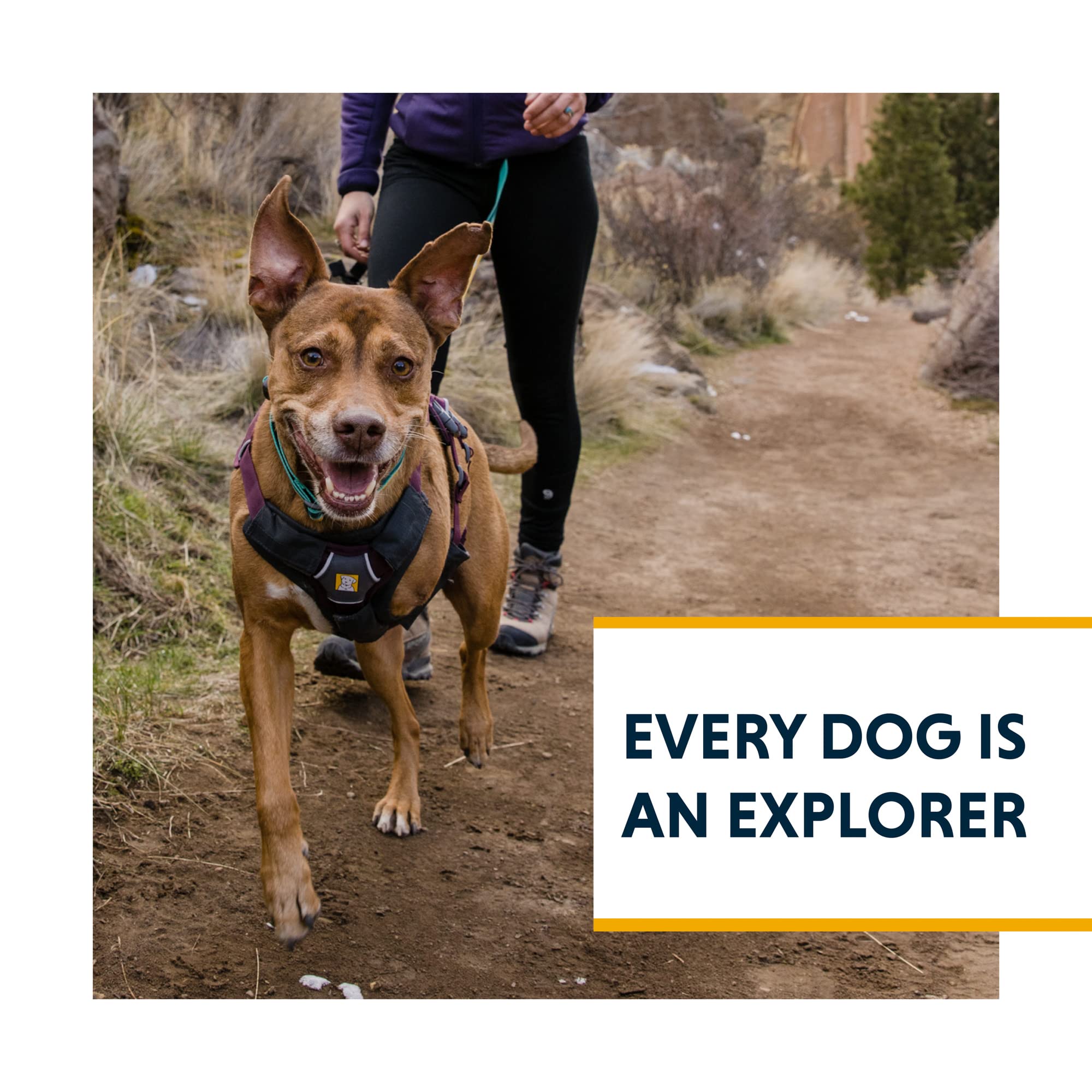 Ruffwear Web Master safety-visibility highlights dogs during early morning treks.