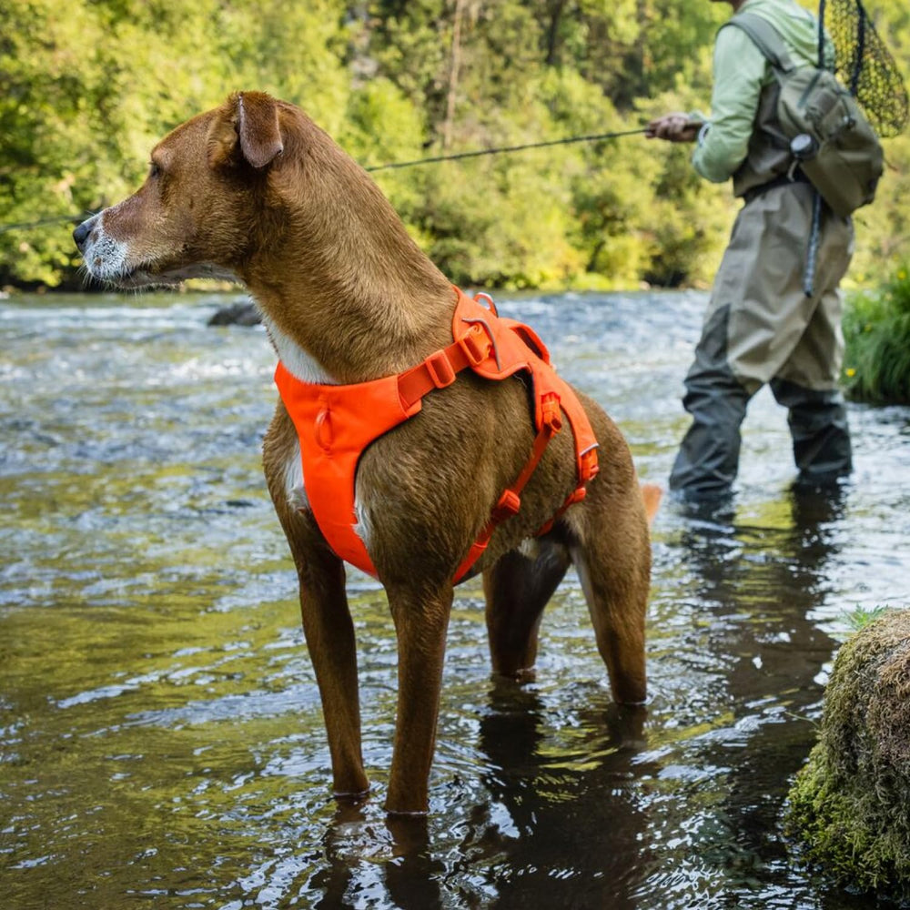 Ruffwear Web Master size chart and video help ensure a comfortable fit