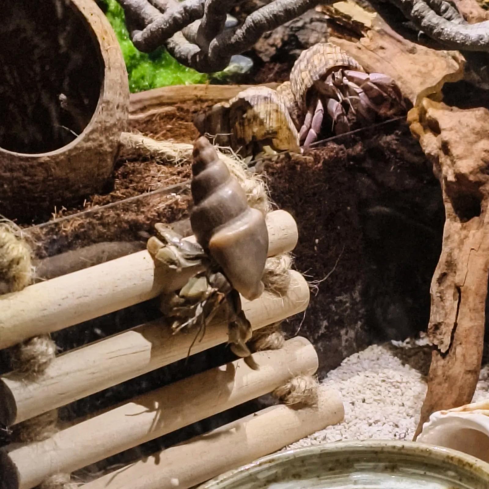 RUNANIA Crested Gecko Tank Accessories toy bell ball offers interactive play options.
