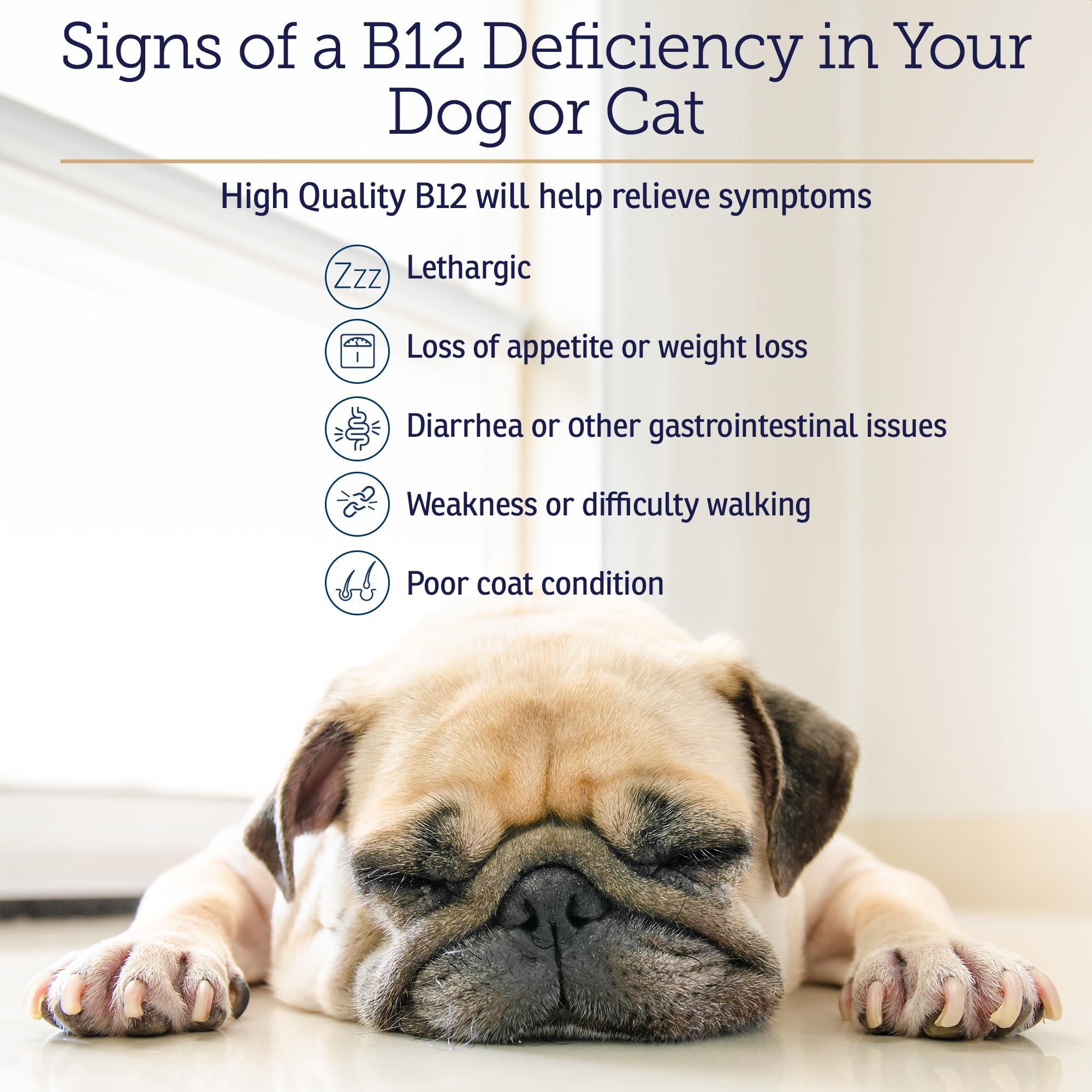 Rx Vitamins B12 energy boost suggests improved vitality for aging dogs and cats.
