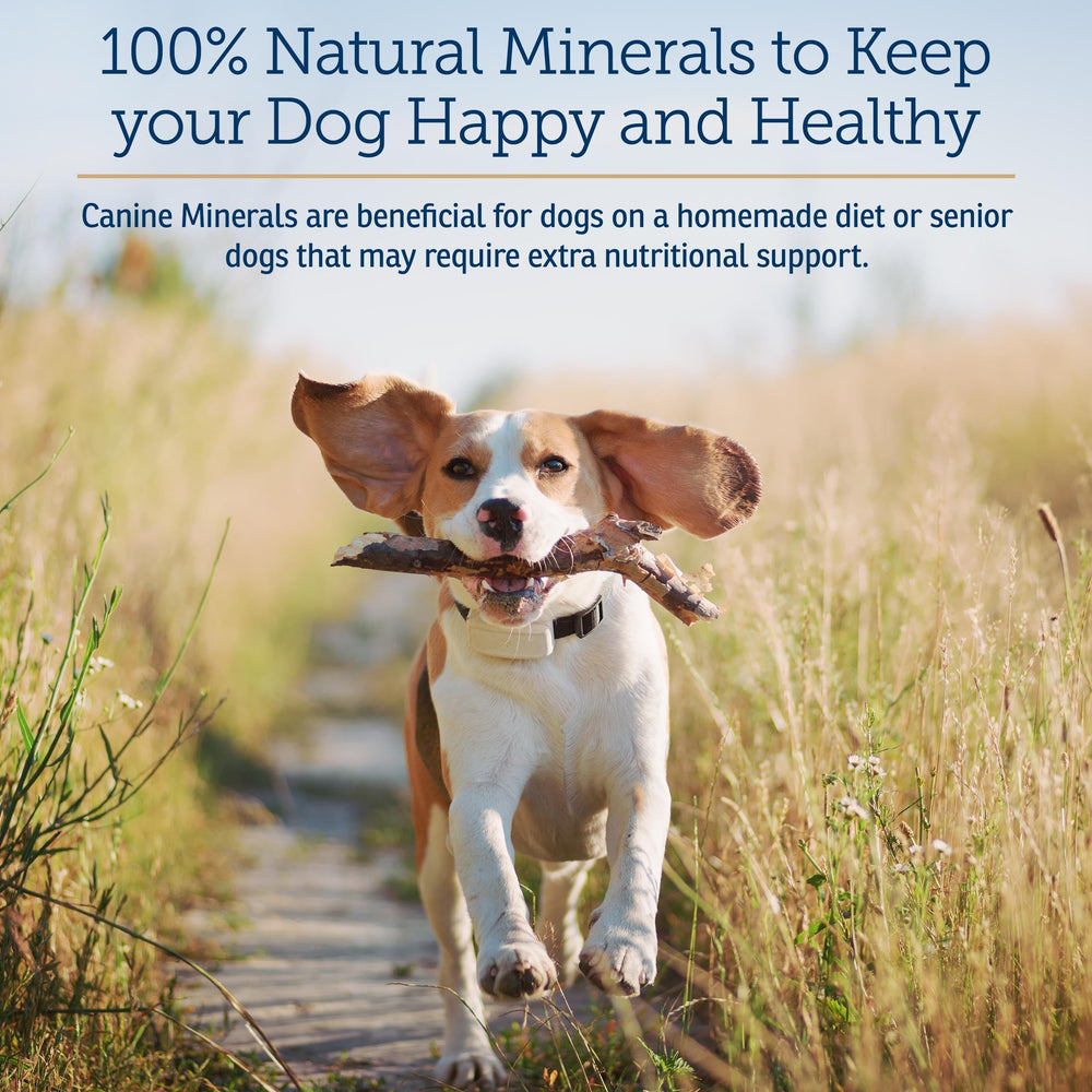 Rx Vitamins Canine Minerals powder dusting over dog food for daily nourishment.