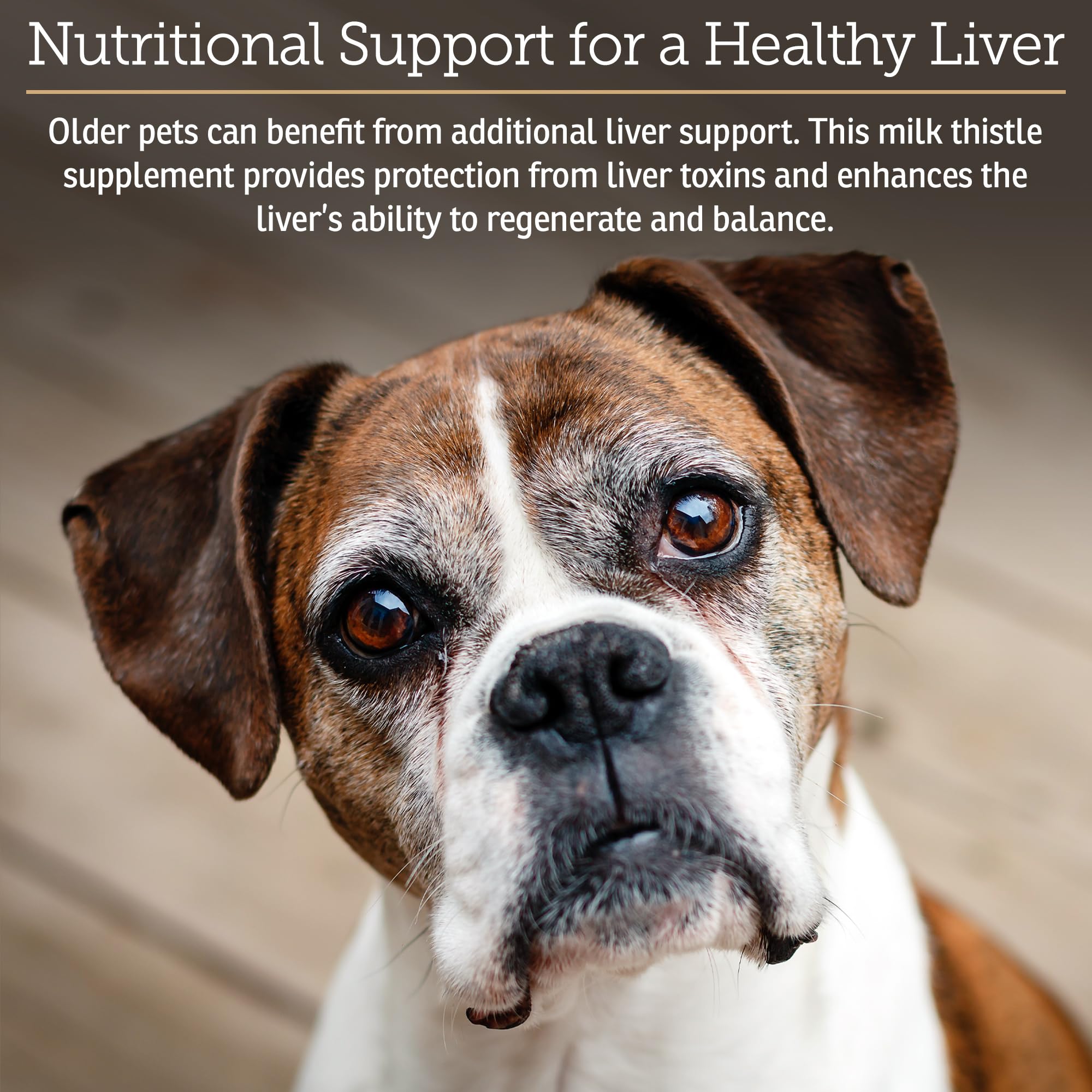Rx Vitamins Hepato Support capsules provide simple daily dosing for dogs and cats.