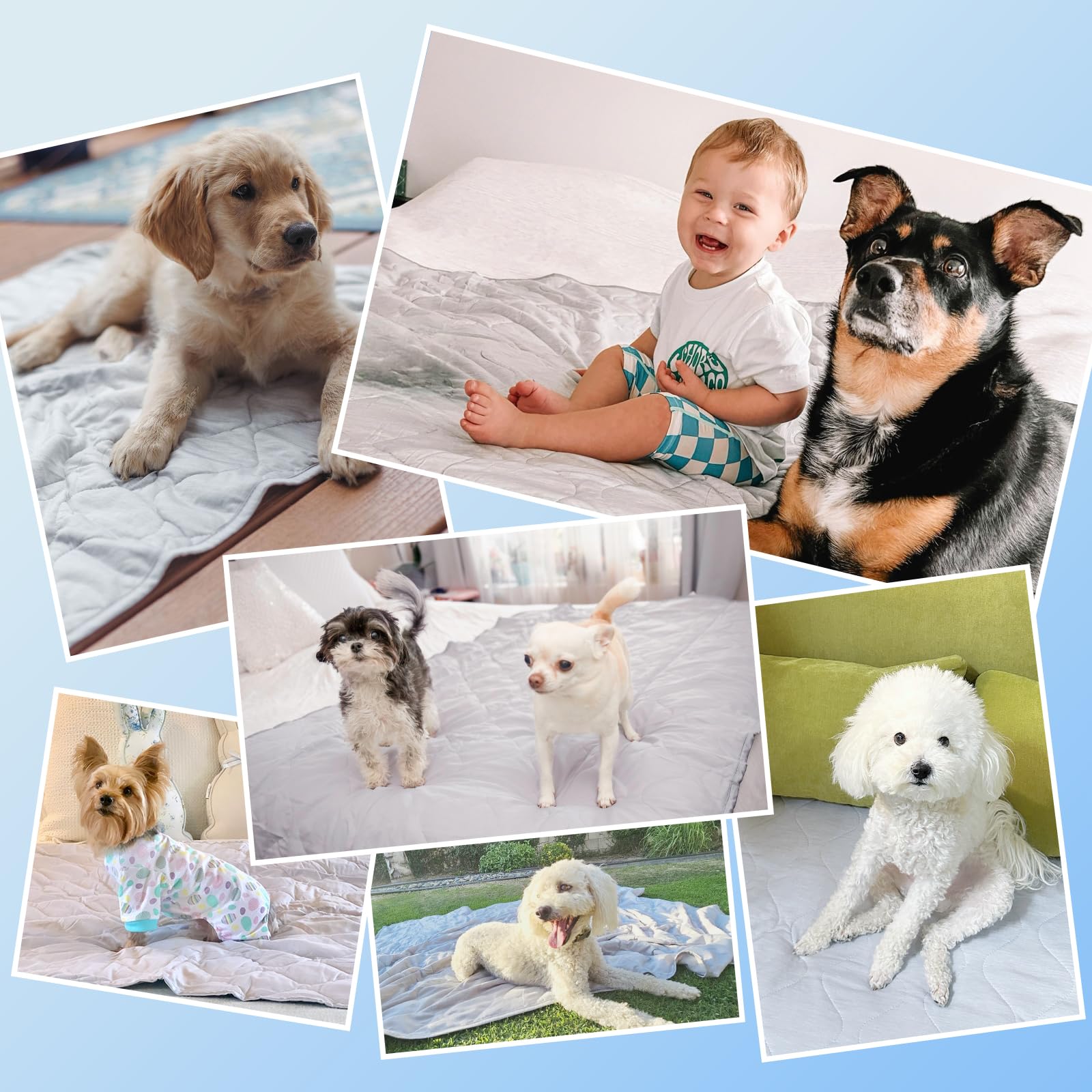Rywell blanket protects furniture while keeping dogs comfy.