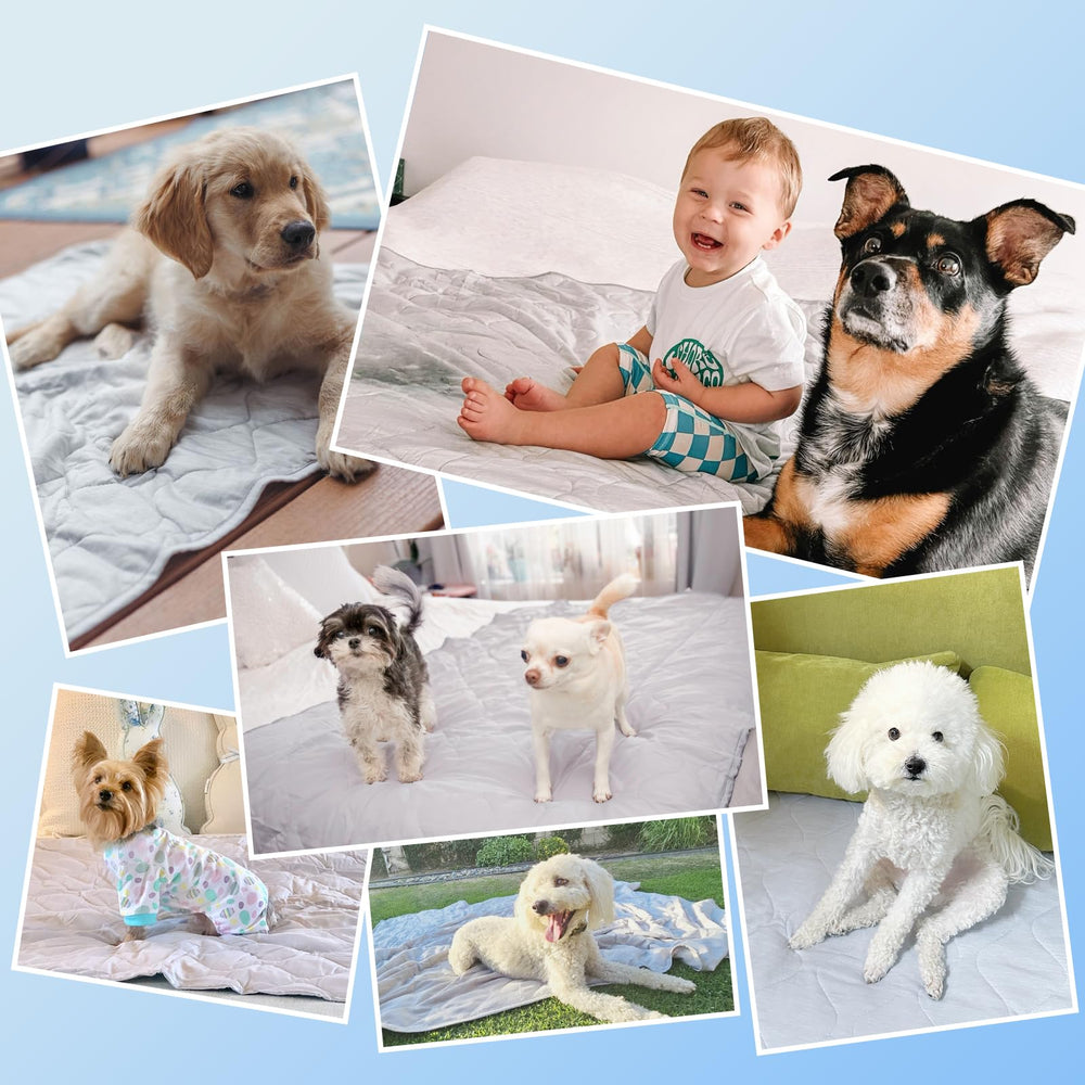 Rywell blanket protects furniture while keeping dogs comfy.