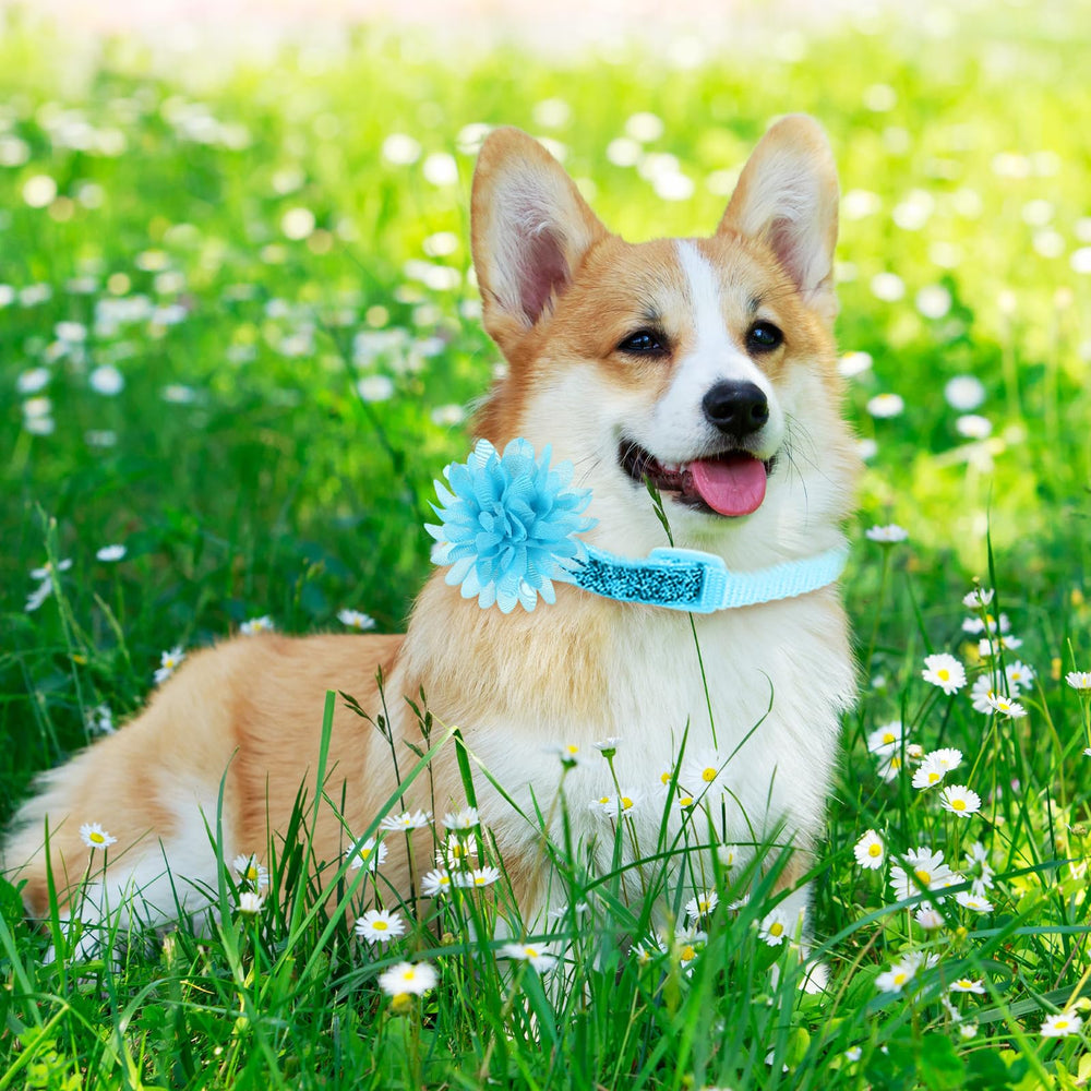 Sadnyy pet accessory bows display variety for DIY grooming sessions.