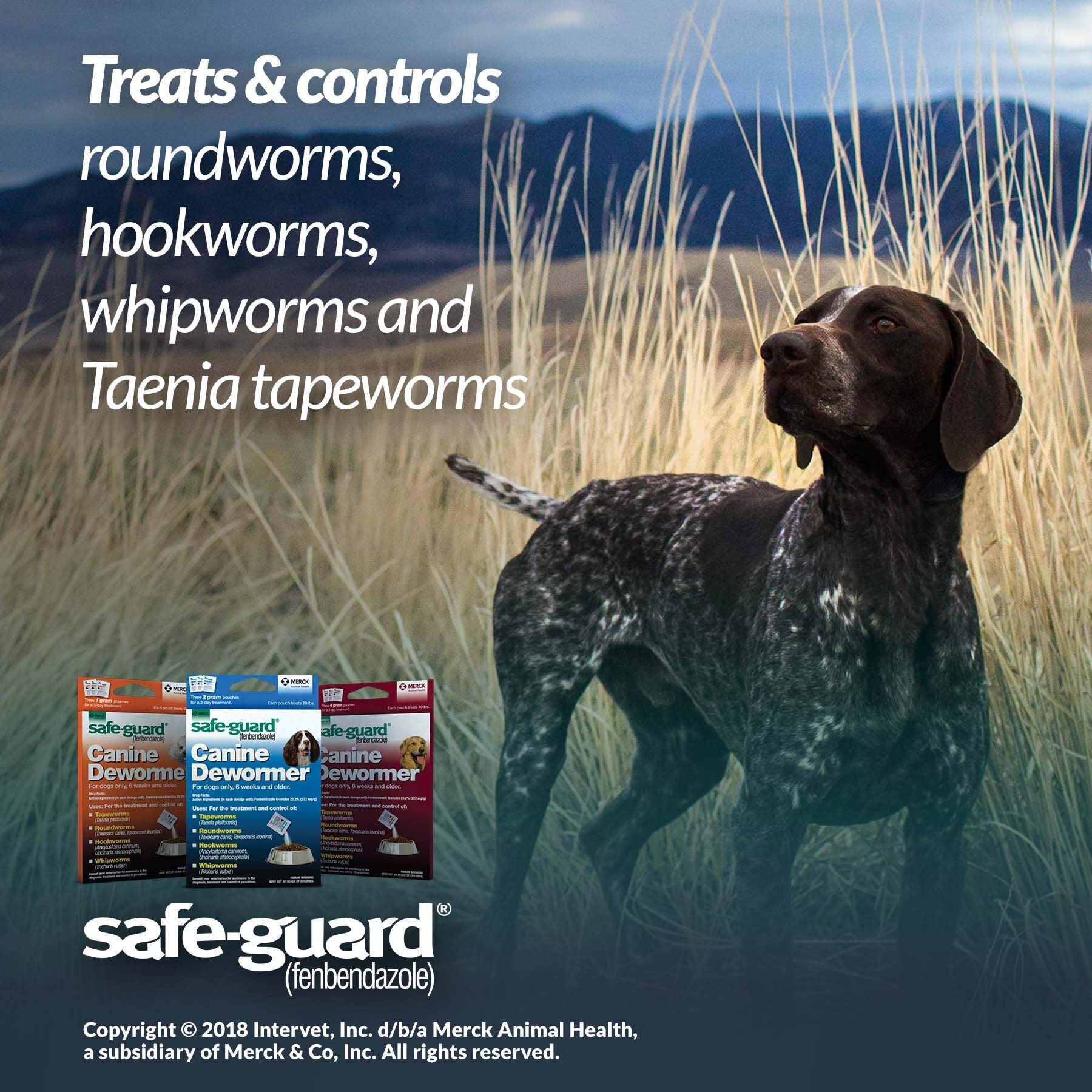 SAFE-GUARD fenbendazole dosing guide image for canine dewormer use and timing