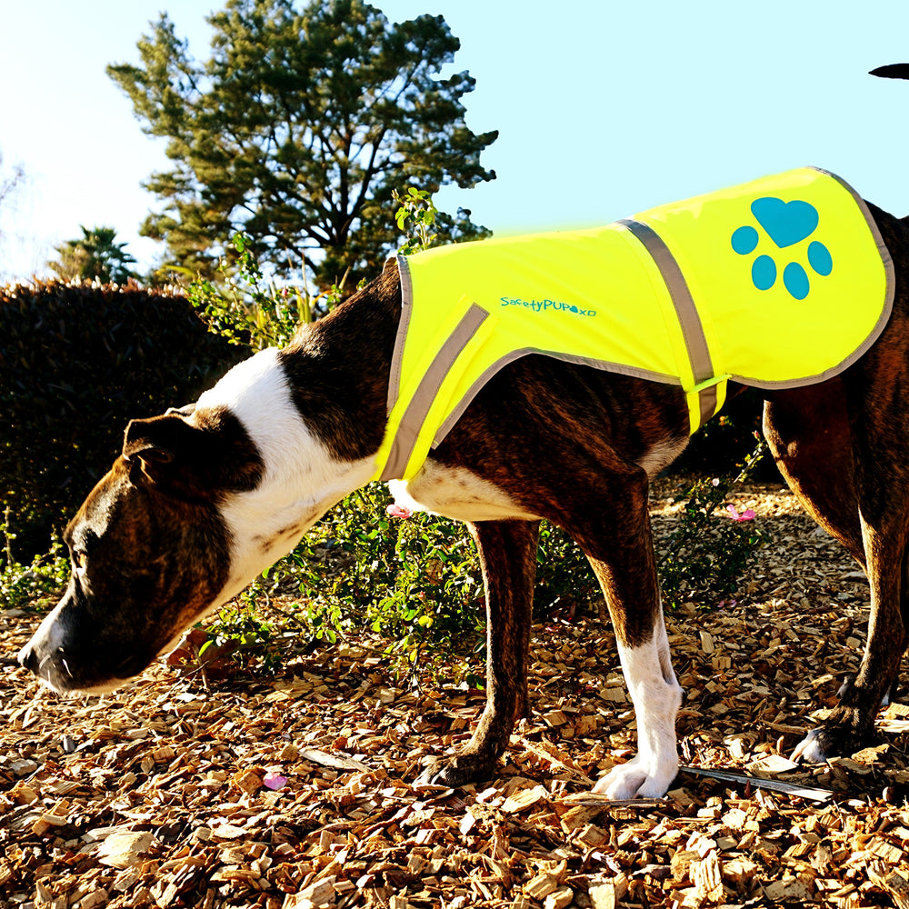 SafetyPUP XD night-visibility focus image demonstrates high visibility for oncoming traffic.